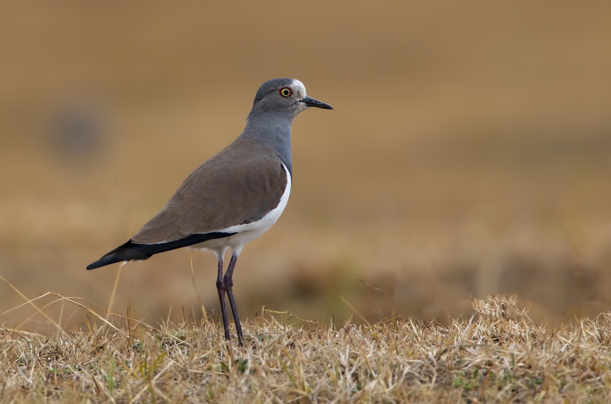 Black-winged Lapwing — Ana fotoğraf