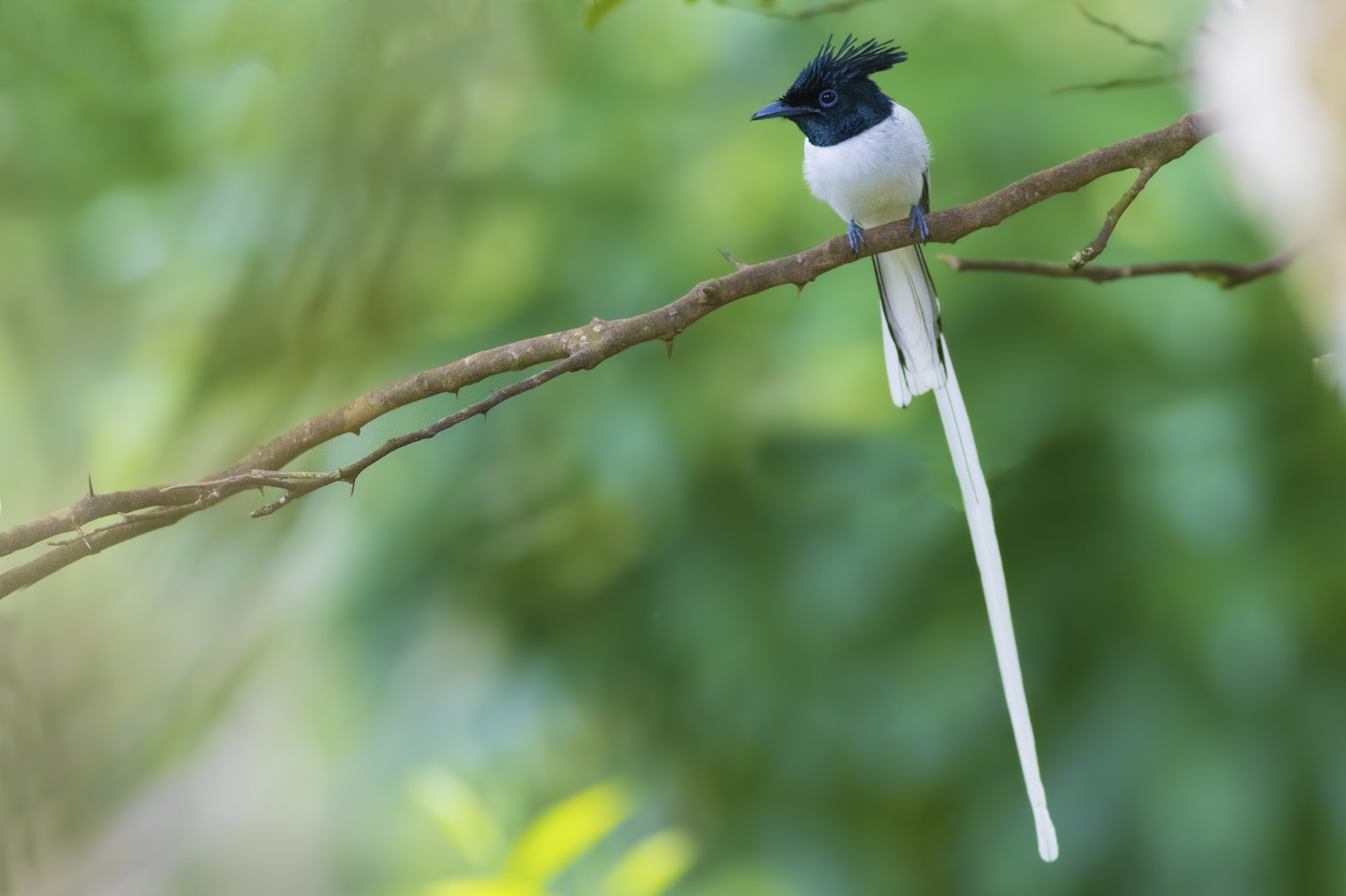 Asian Paradise-flycatcher