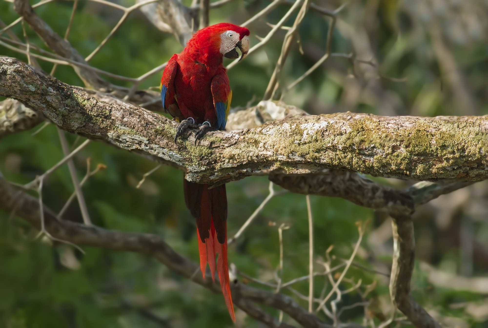 Scarlet Macaw