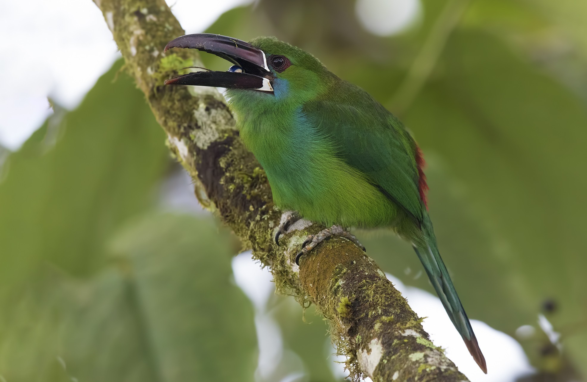 Crimson-rumped Toucanet