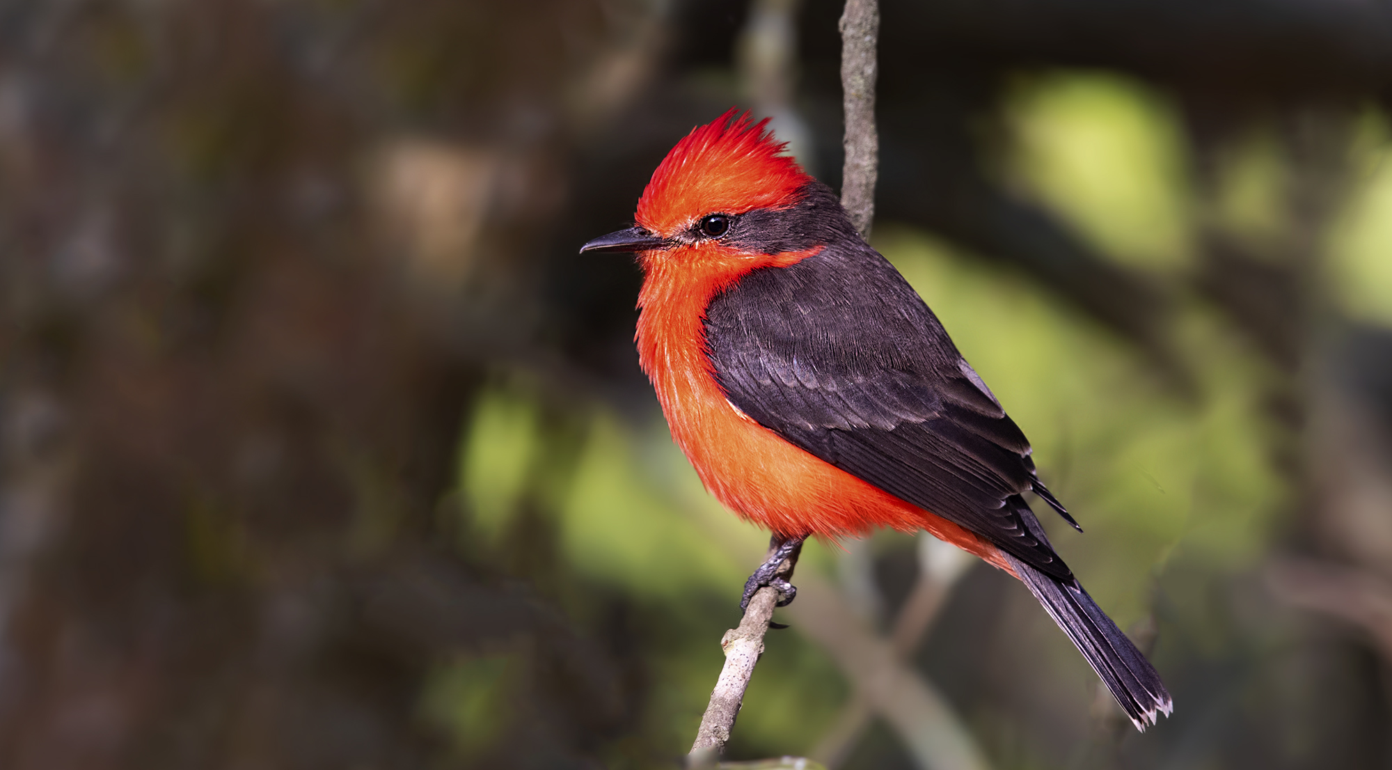 Vermilion Flycatcher — Ana fotoğraf