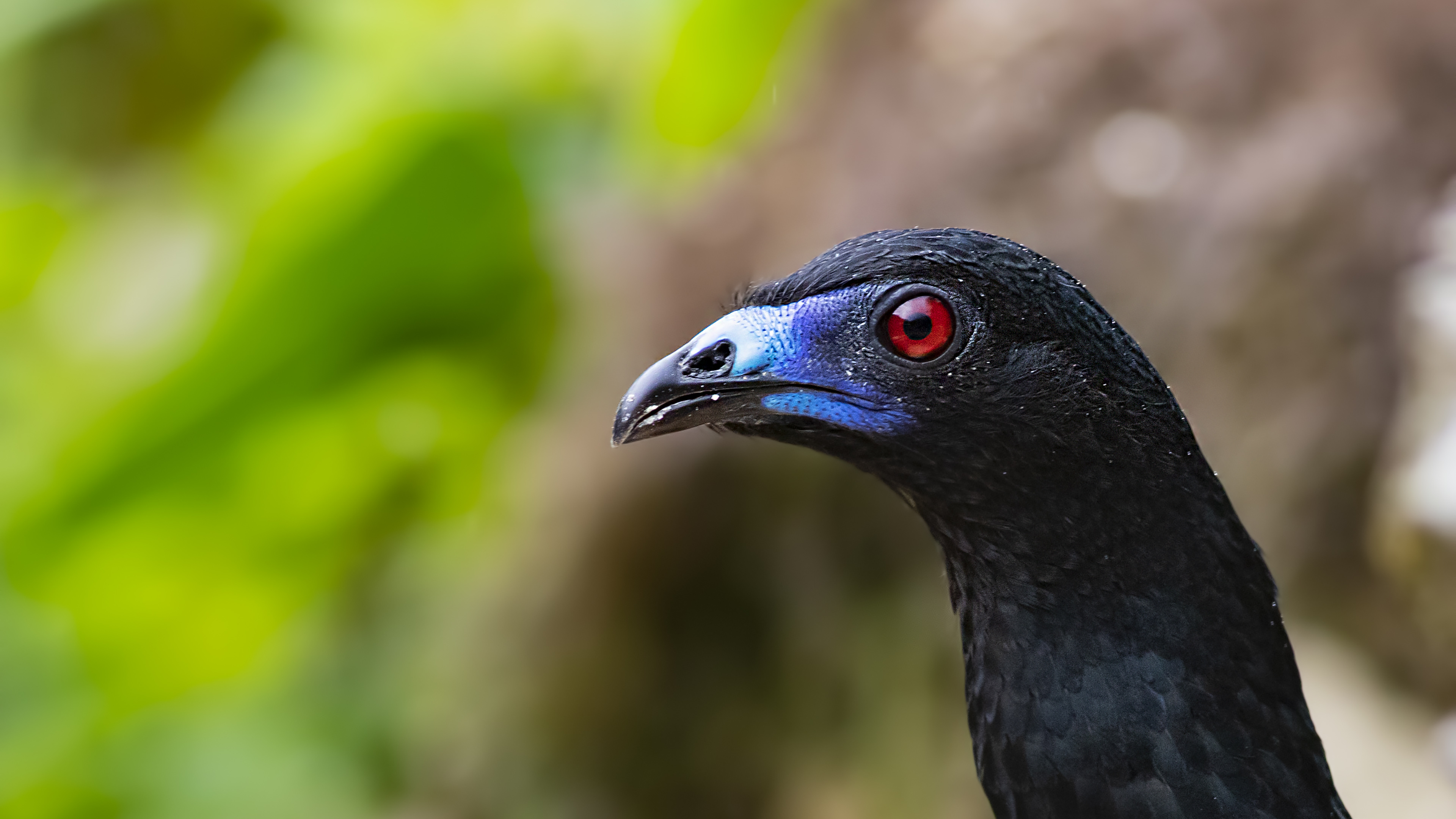 Black Guan