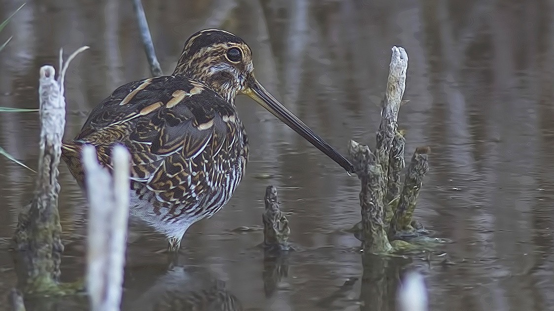 Common Snipe