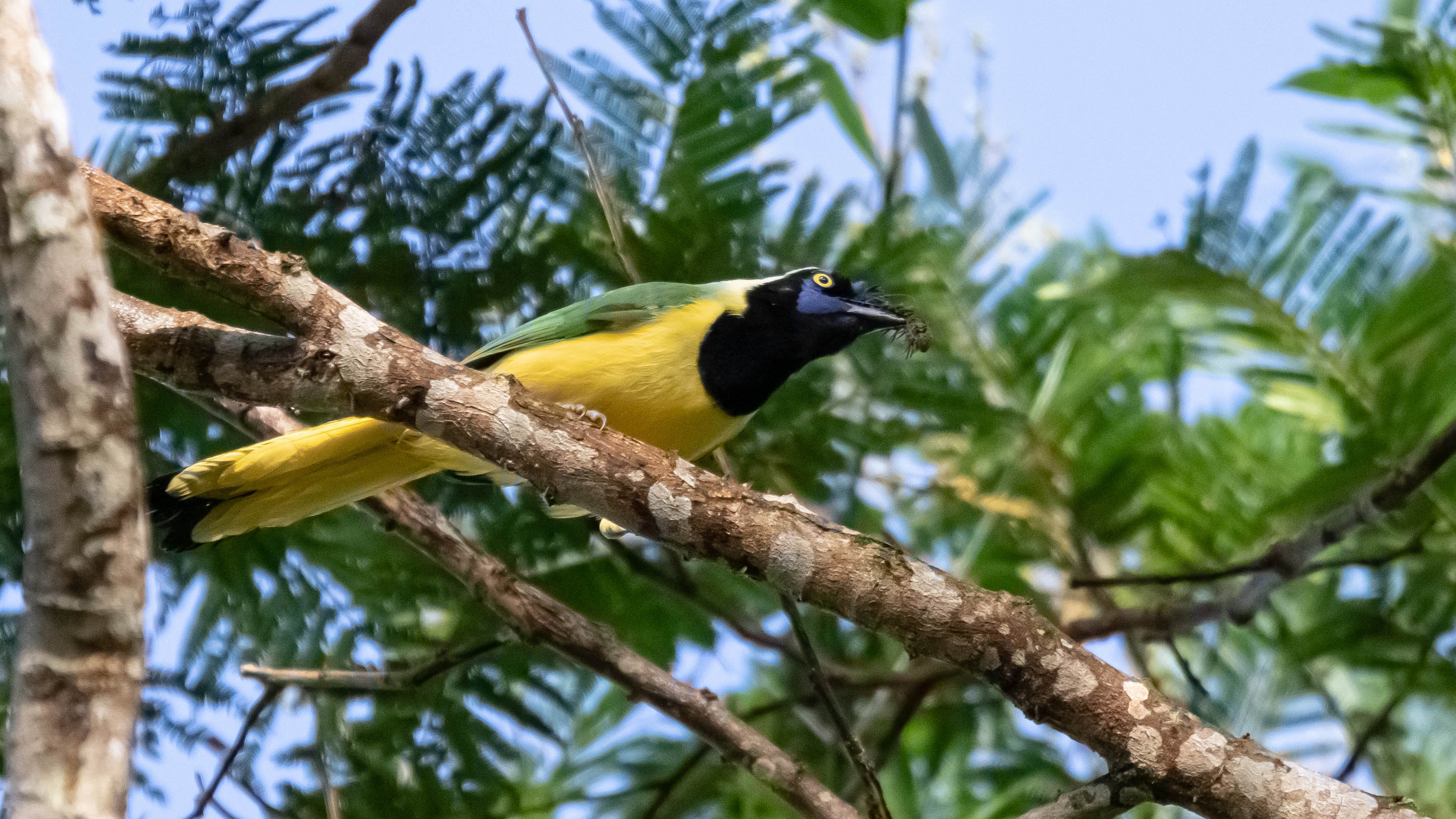 Green Jay