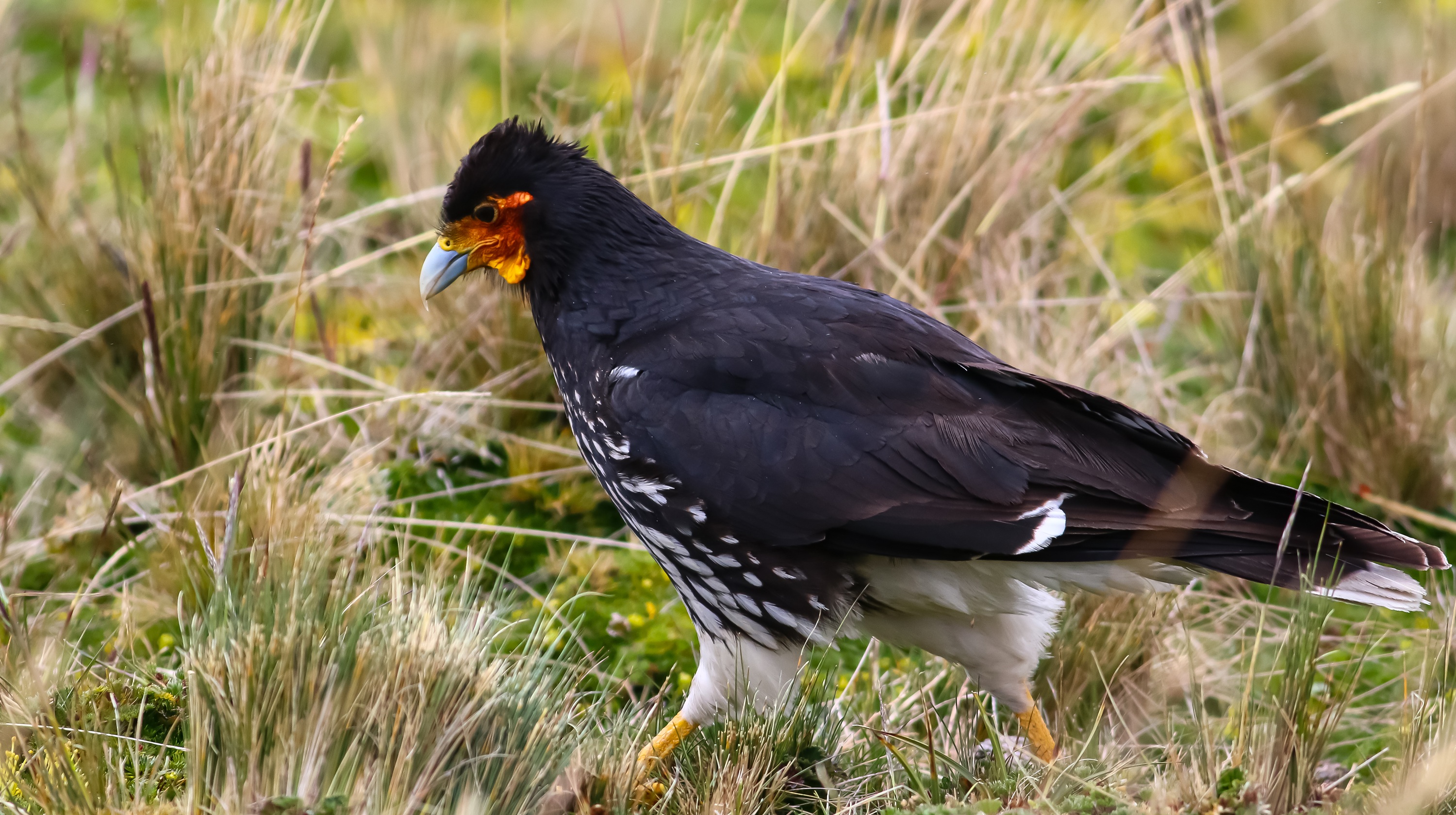 Carunculated Caracara