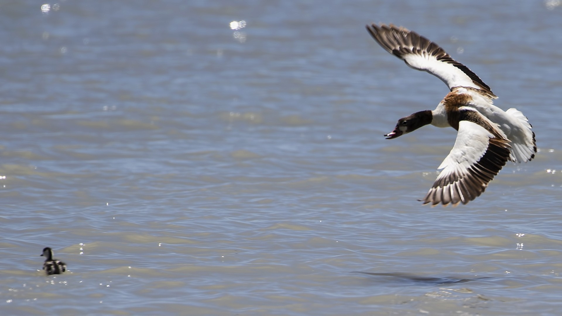 Common Shelduck