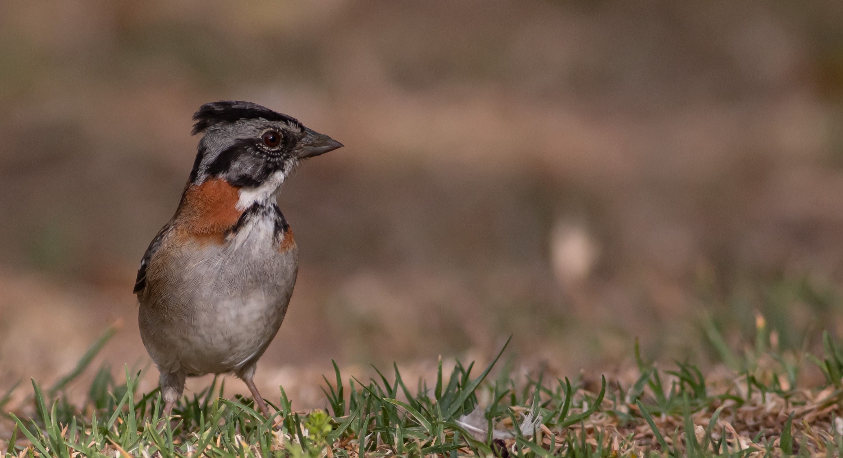 Rufous-collared Sparrow