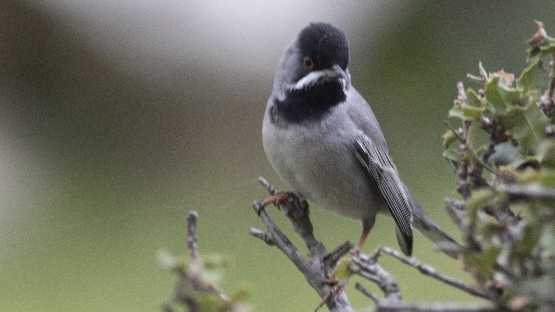 Rüppell's Warbler