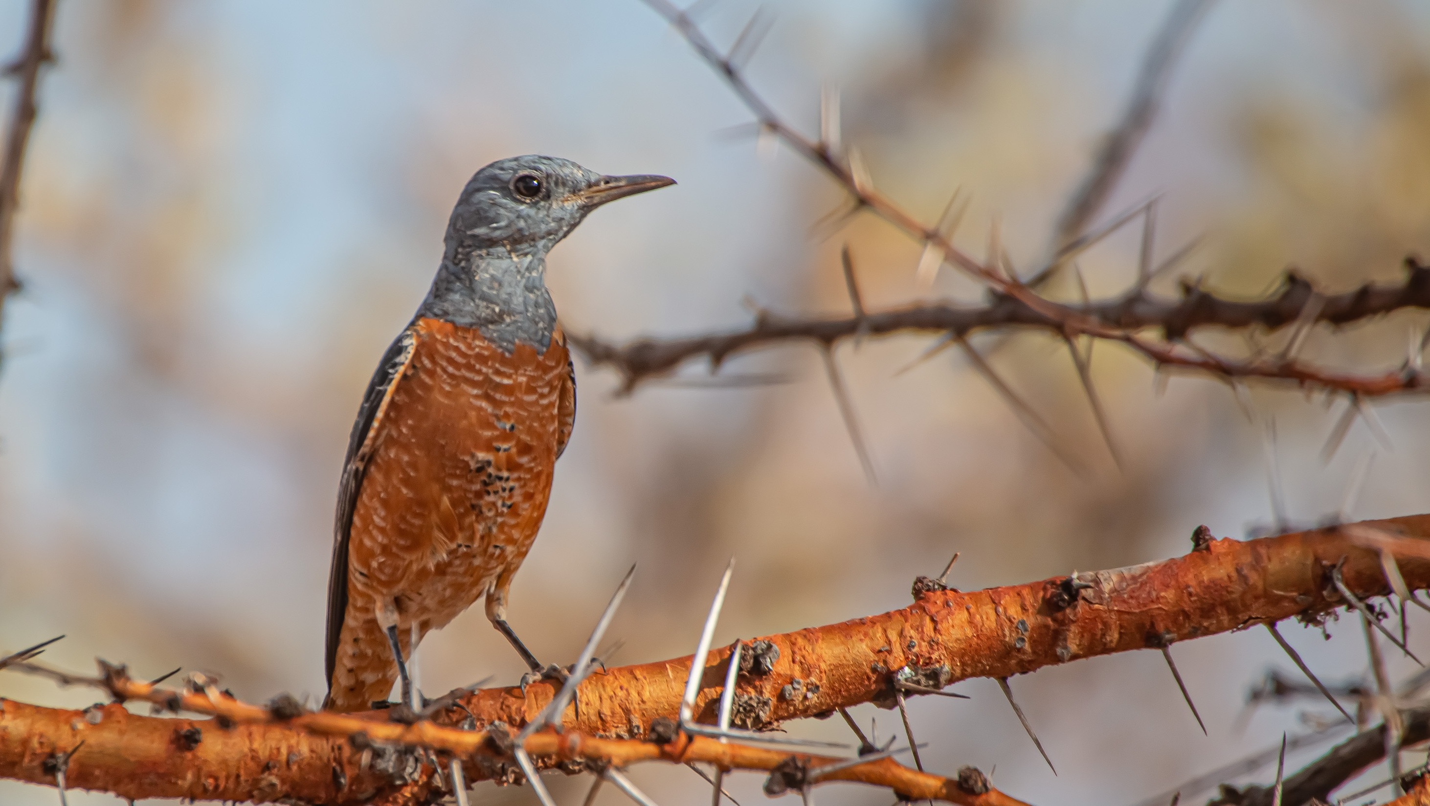 Rufous-tailed Rock-Thrush