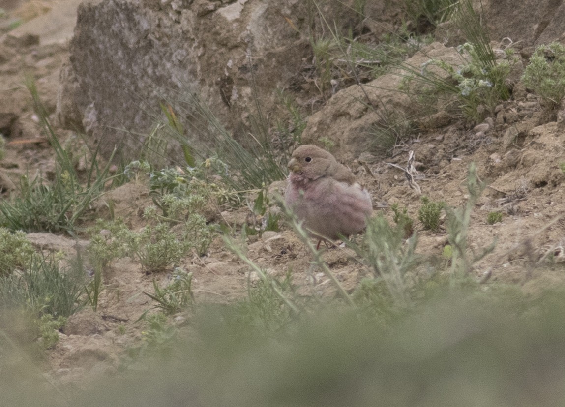 Mongolian Finch
