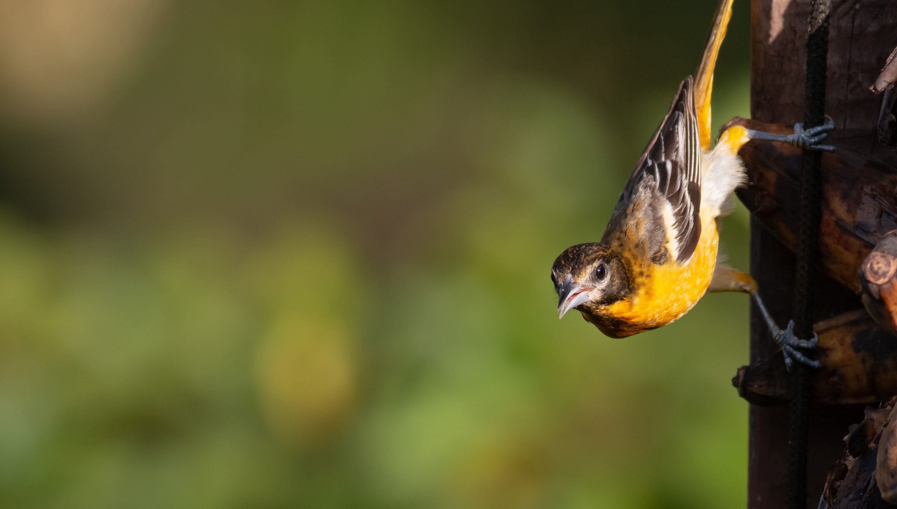 Baltimore Oriole