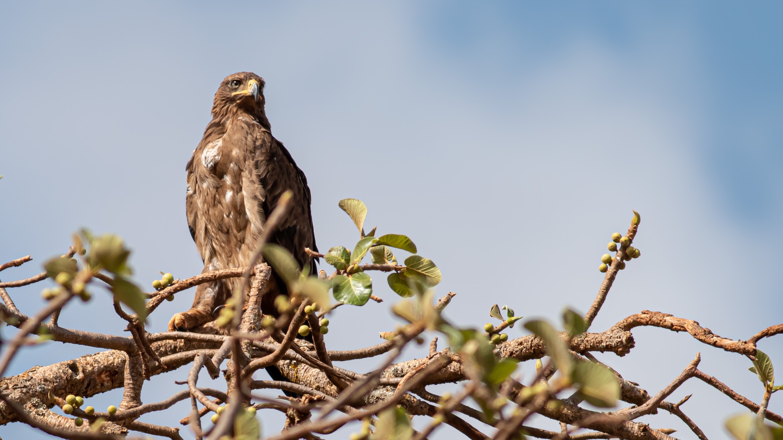 Tawny Eagle