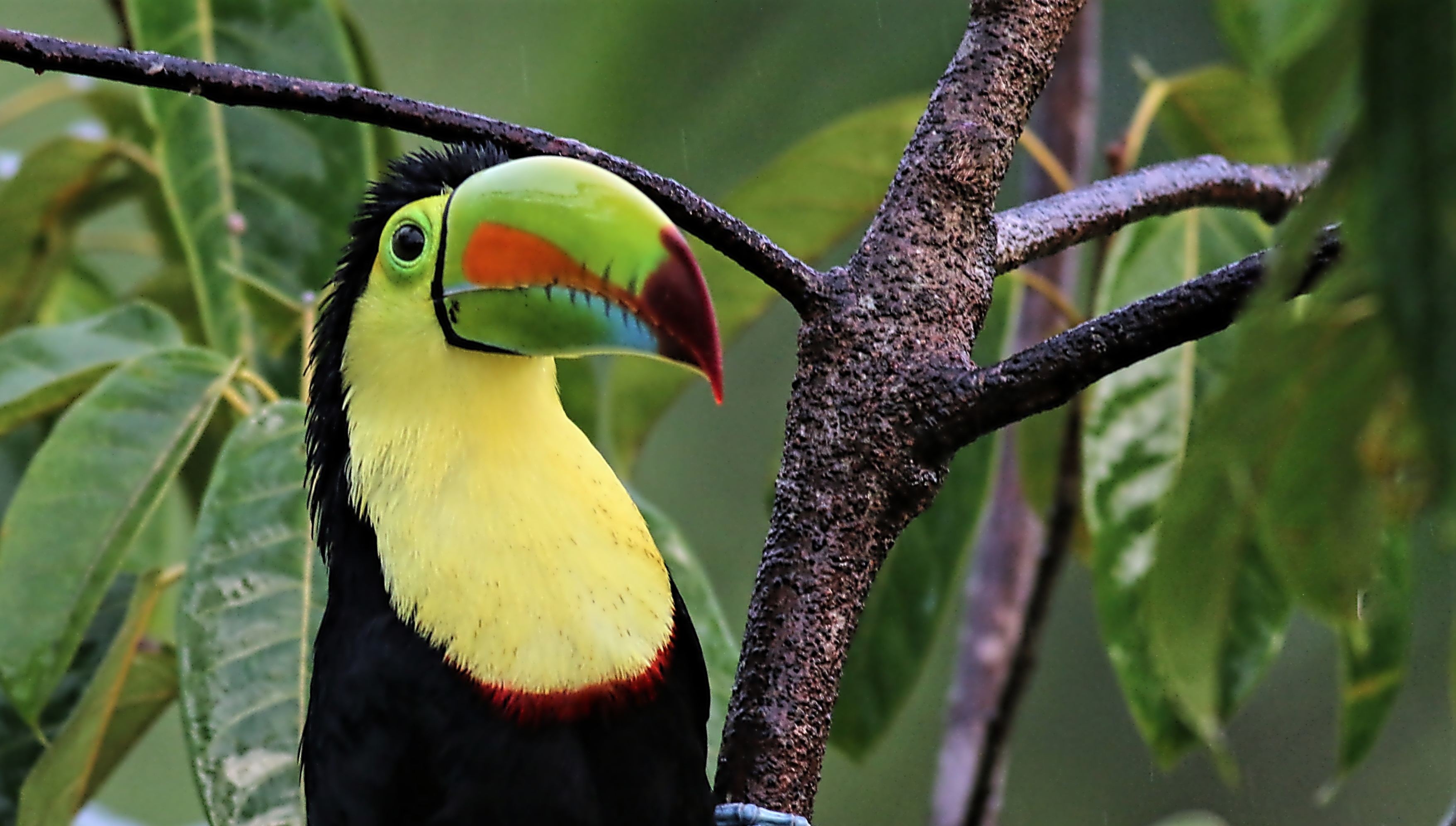 Yellow-throated Toucan