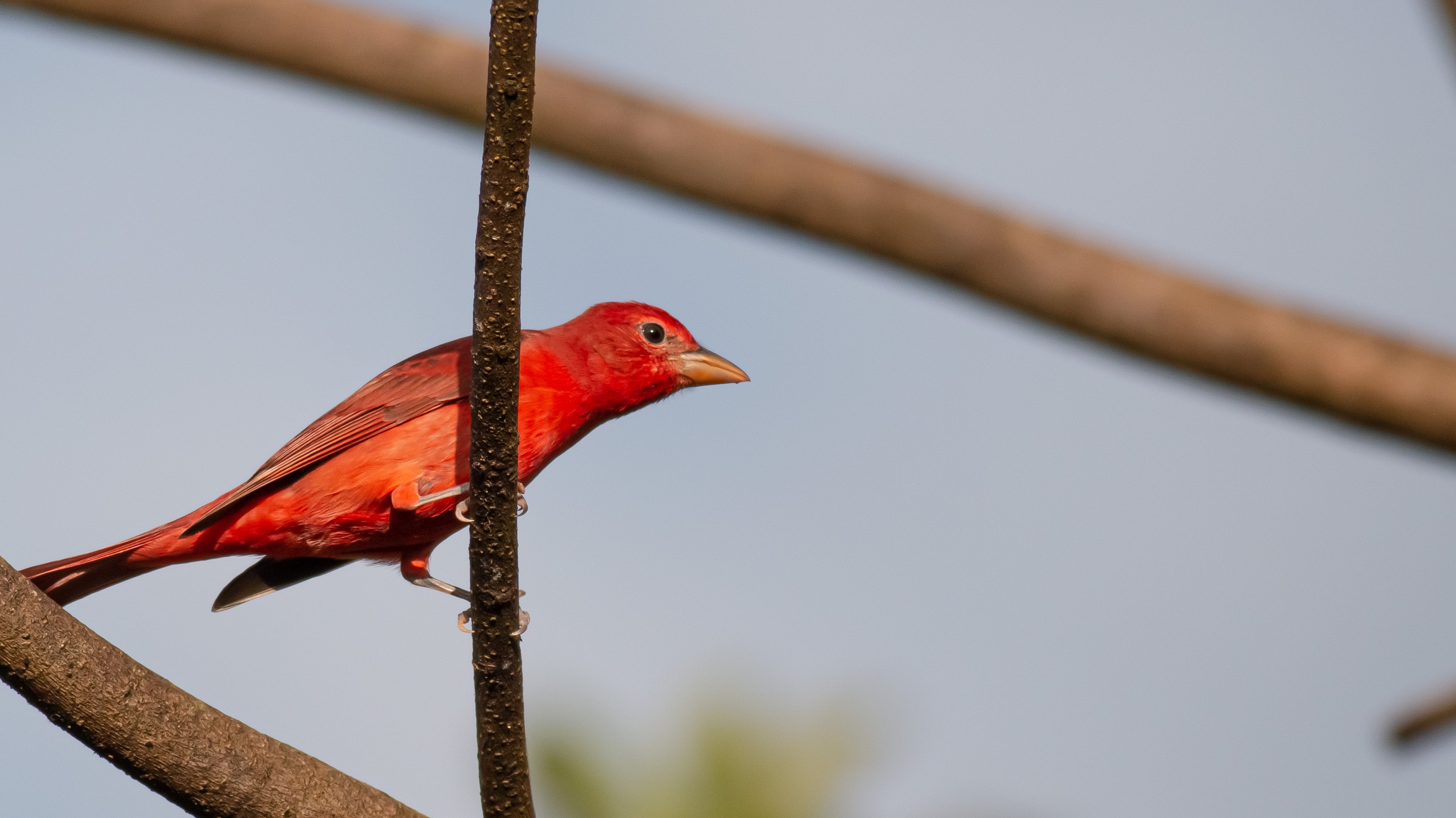 Summer Tanager