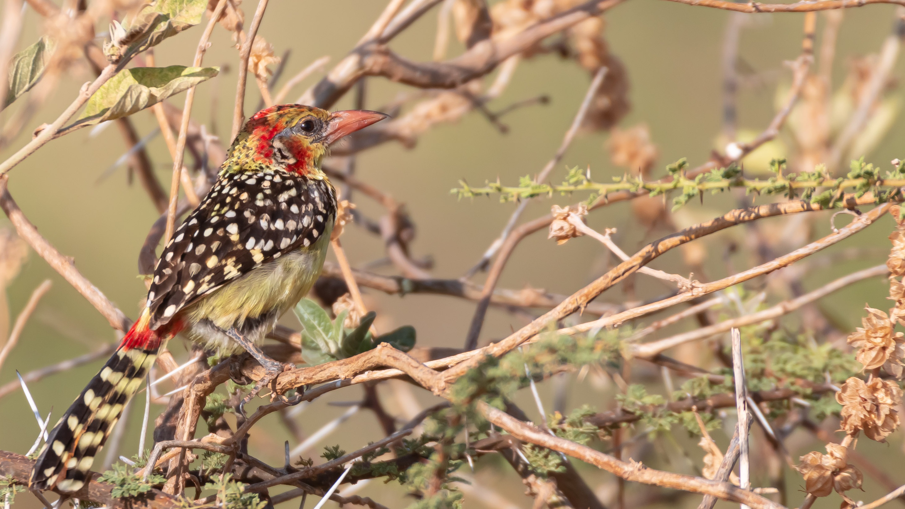 Red-and-yellow Barbet