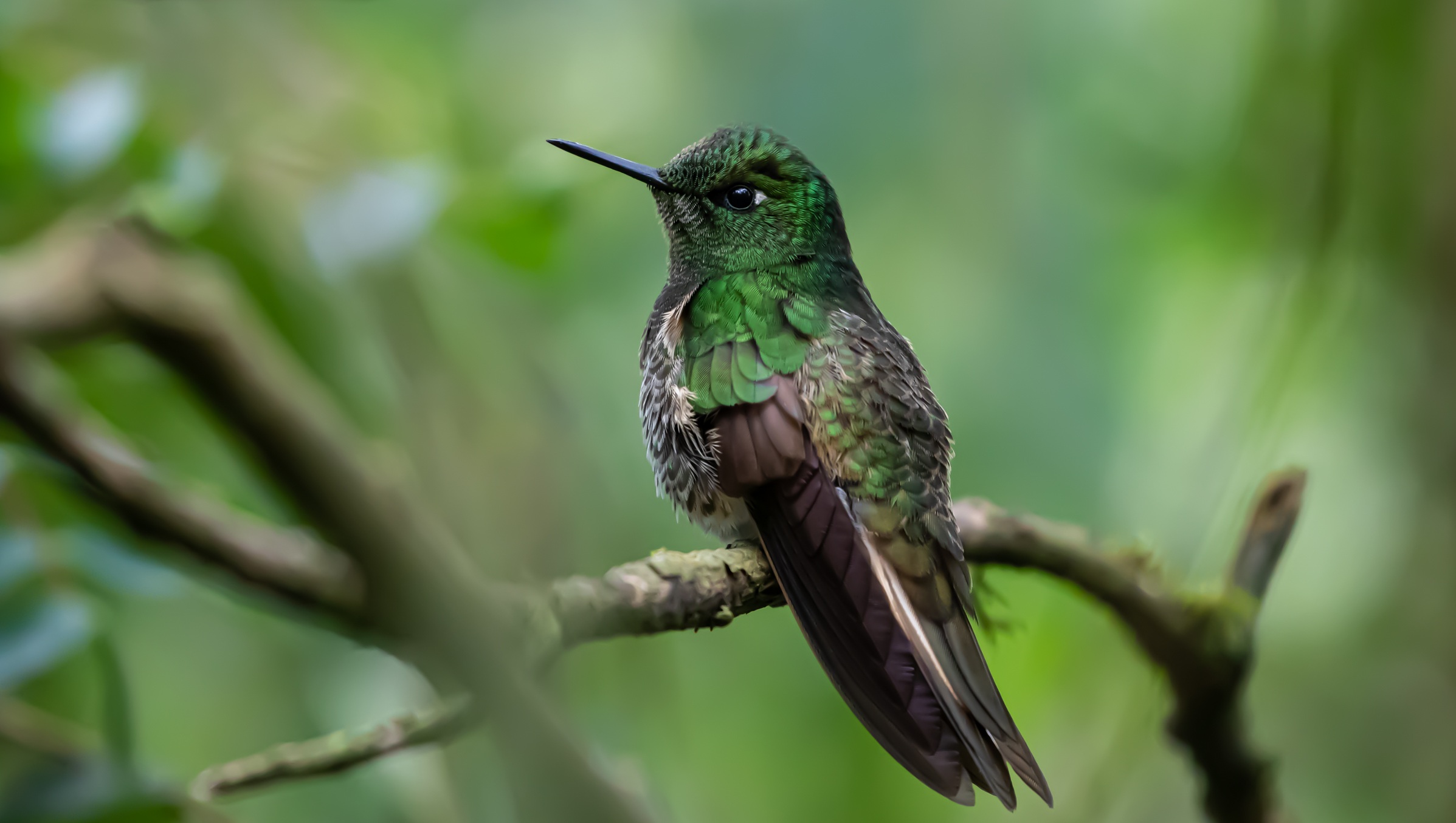 Tourmaline Sunangel