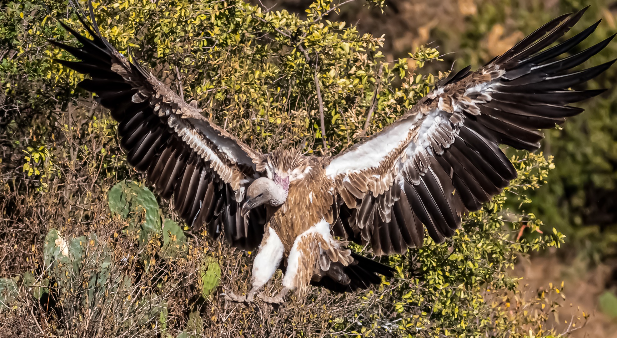 White-backed Vulture