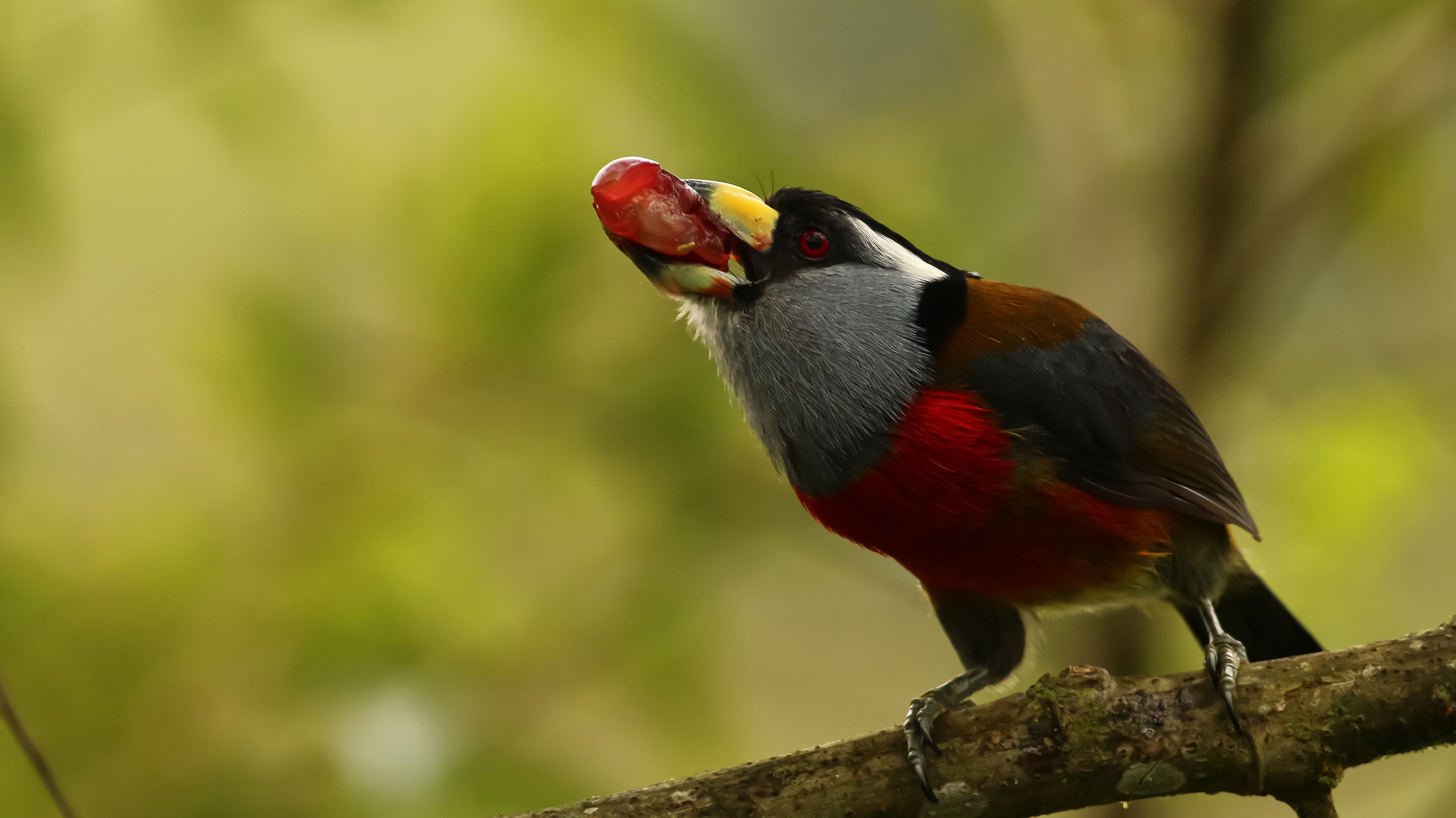 Toucan Barbet