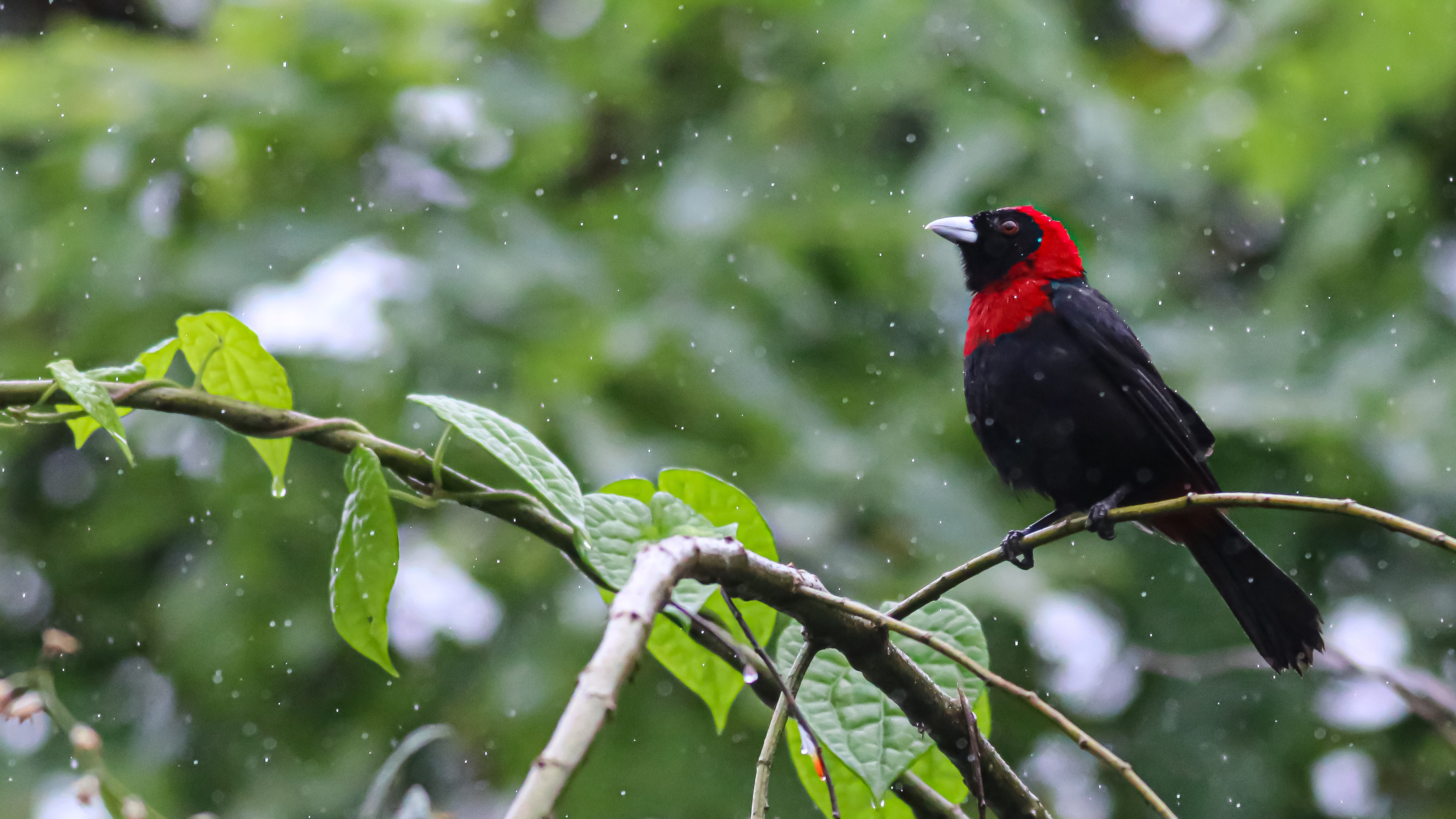 Crimson-collared Tanager