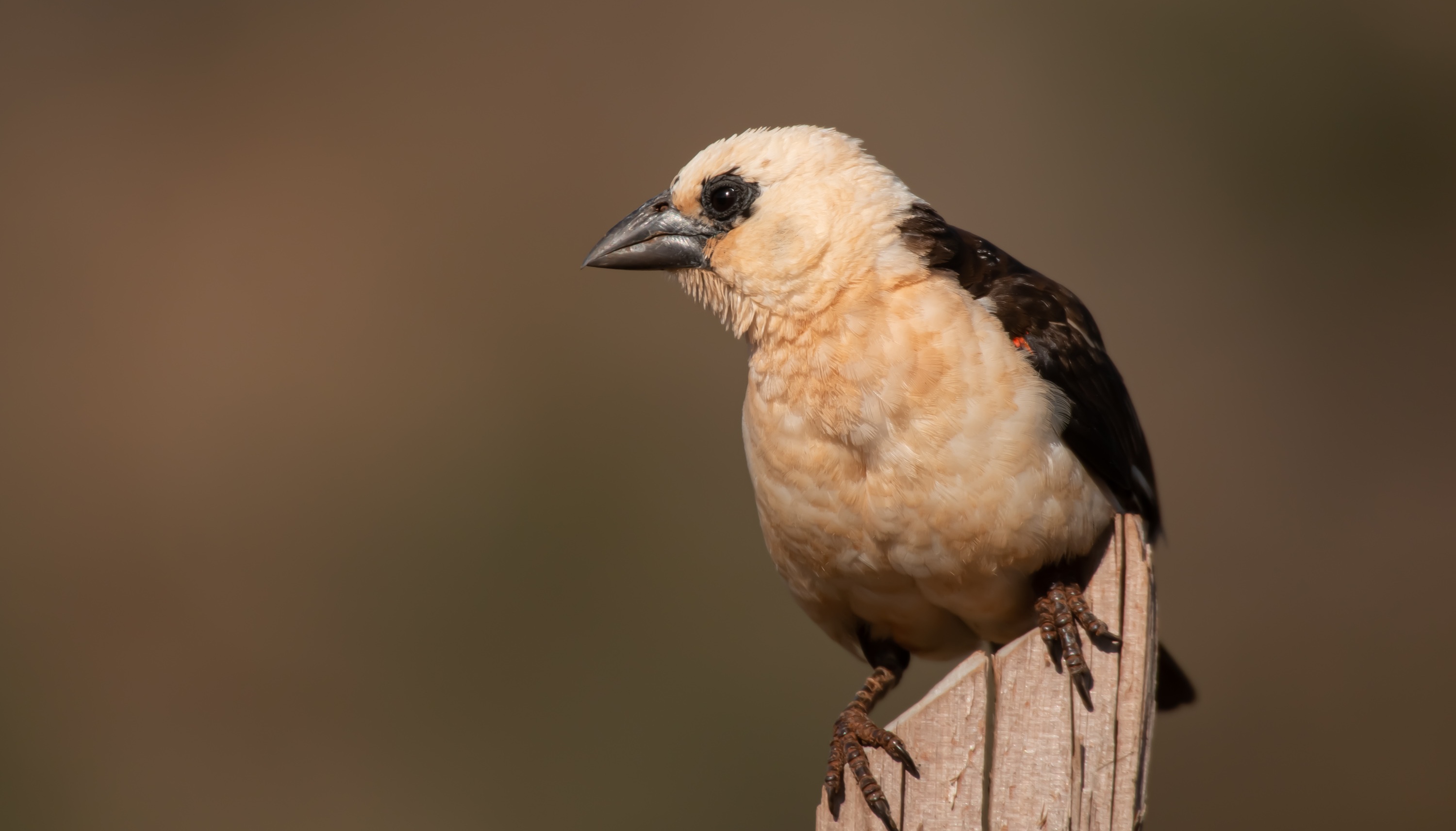 White-headed Buffalo-Weaver