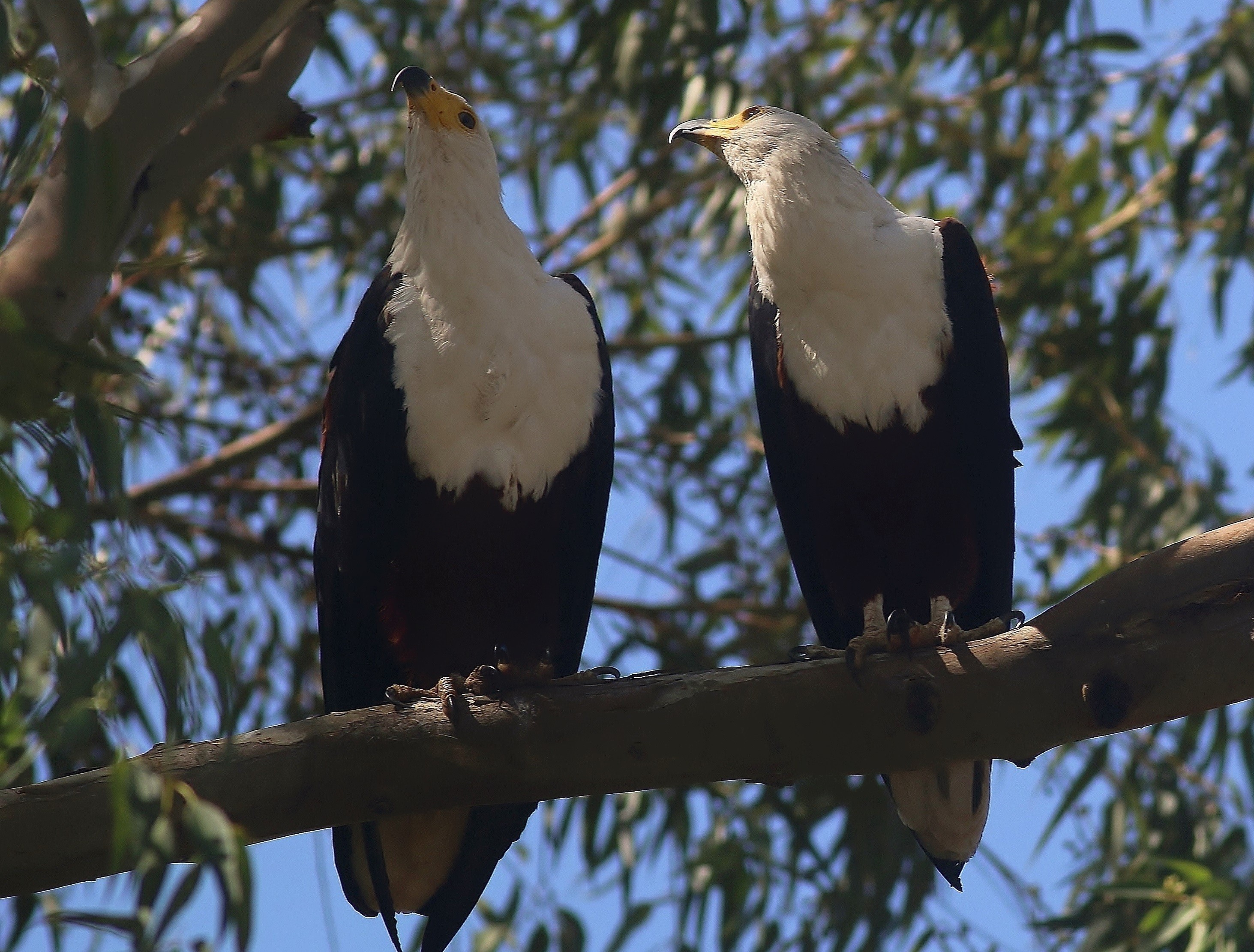 African Fish-eagle