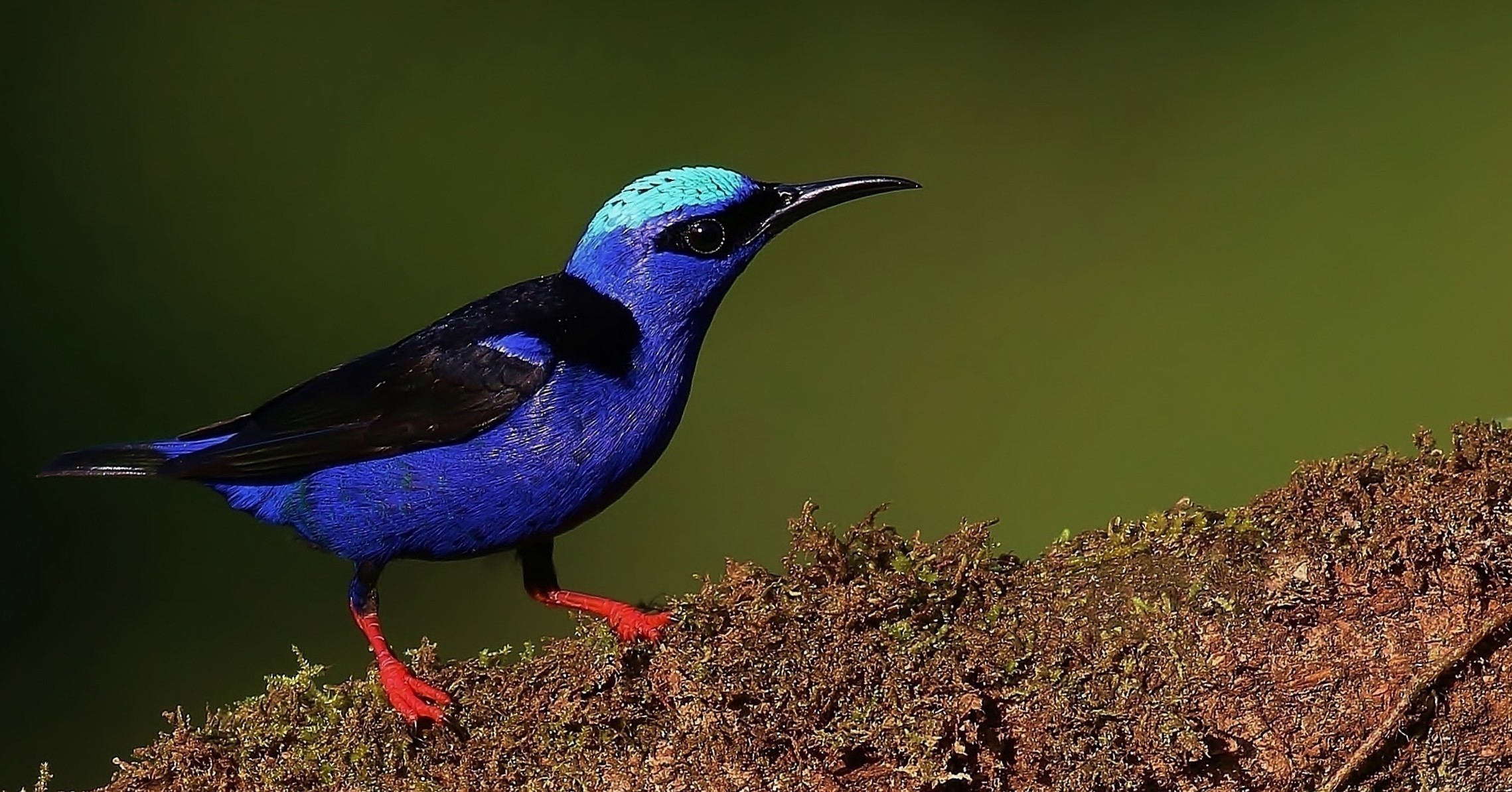 Red-legged Honeycreeper — Ana fotoğraf