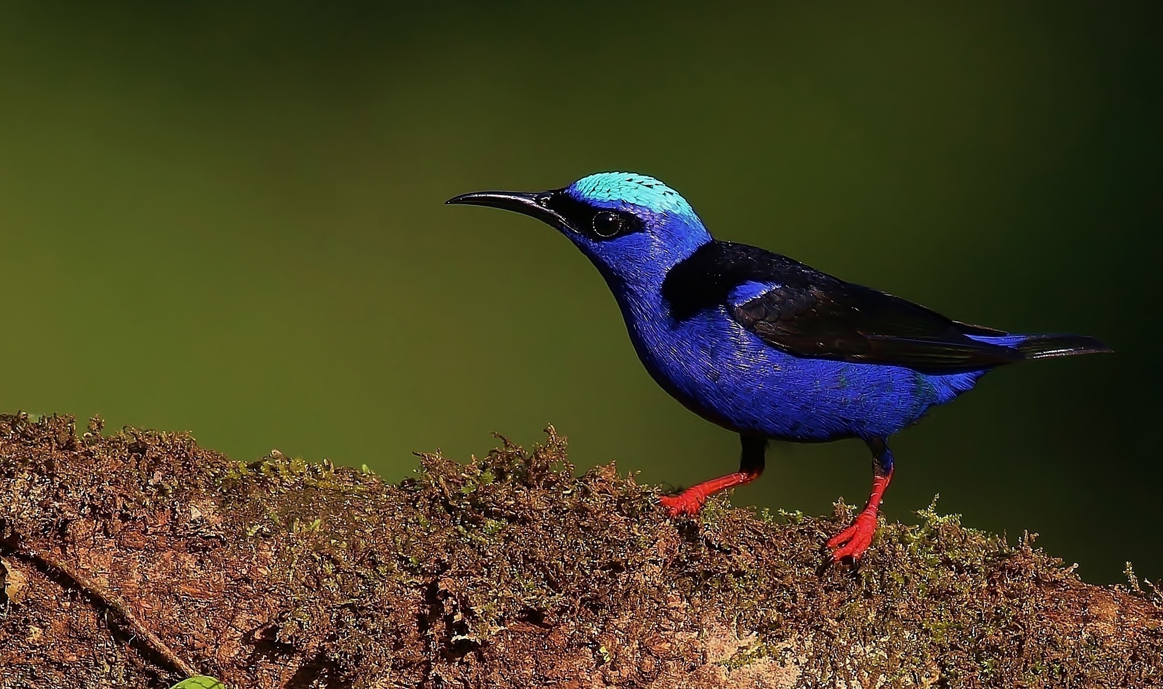 Red-legged Honeycreeper — Ana fotoğraf