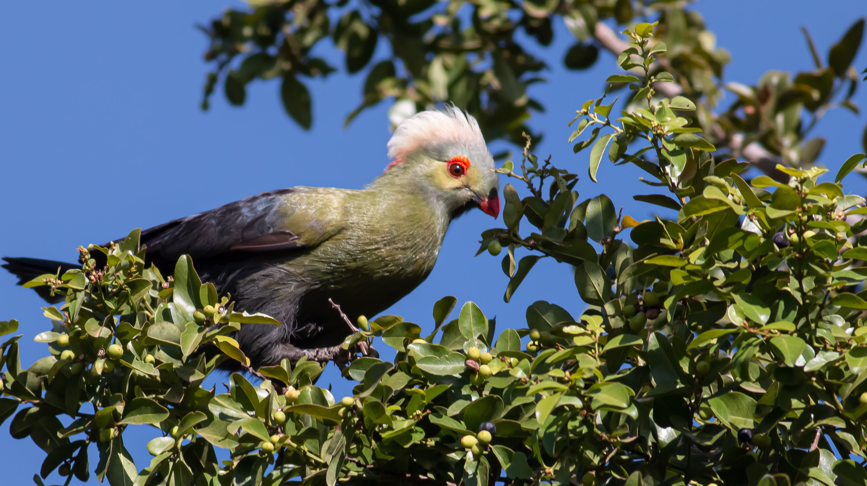 Prince Ruspoli's Turaco