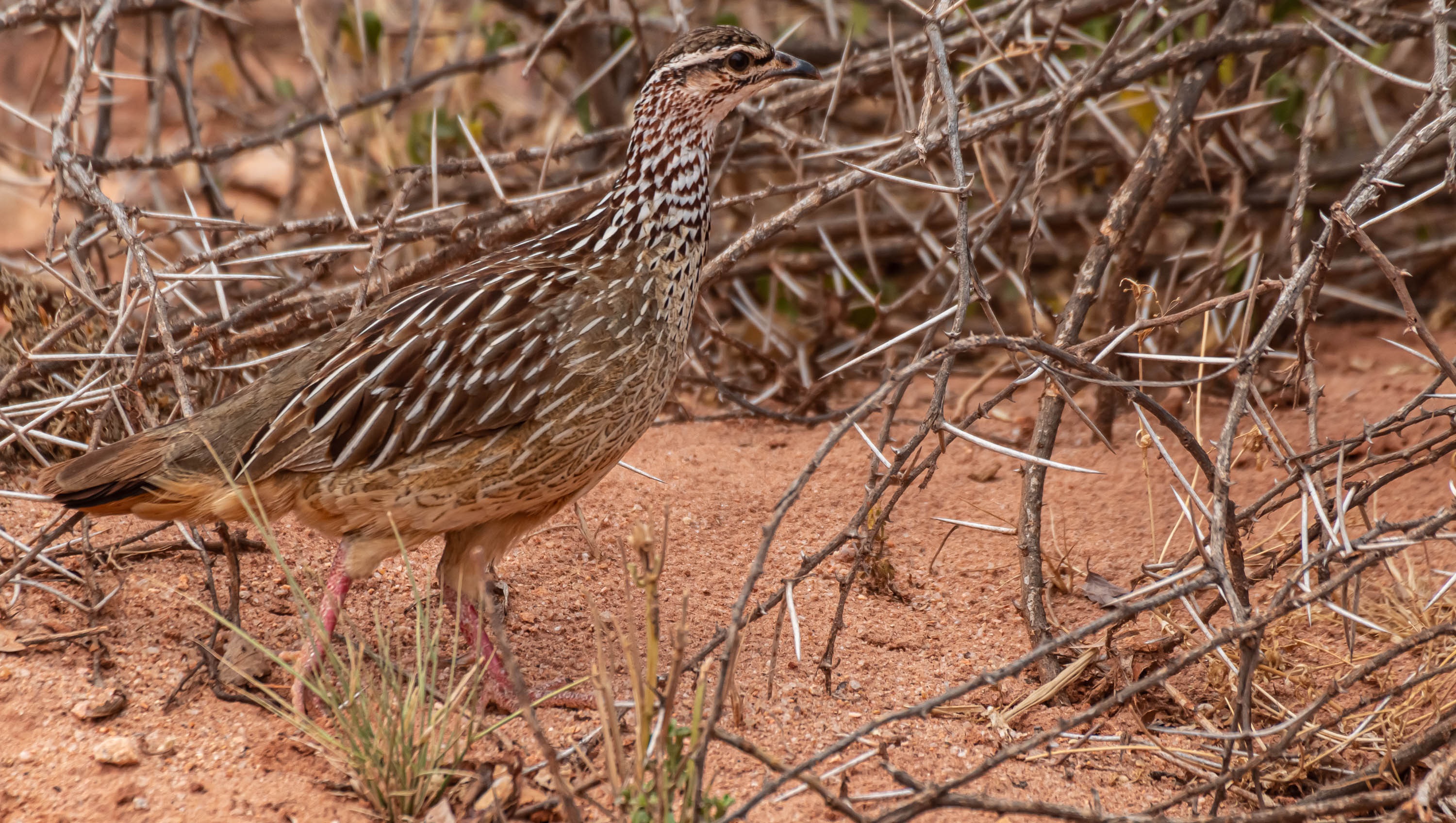 Crested Francolin