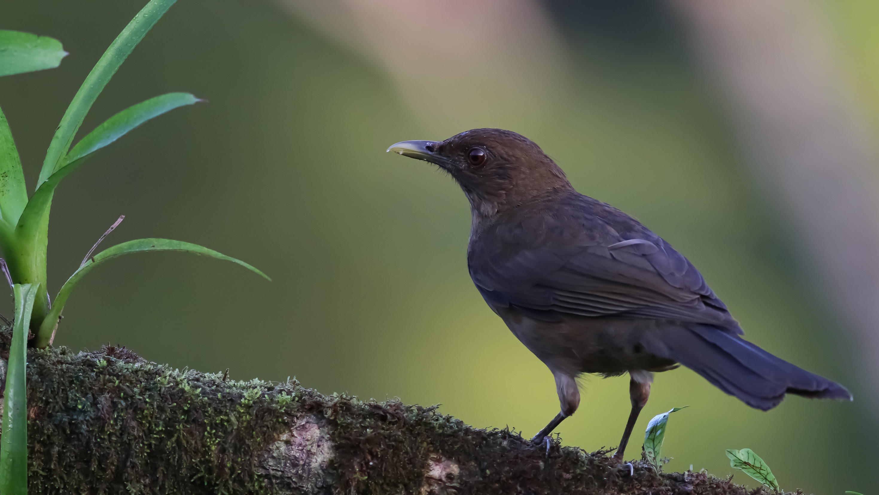 Mountain Thrush