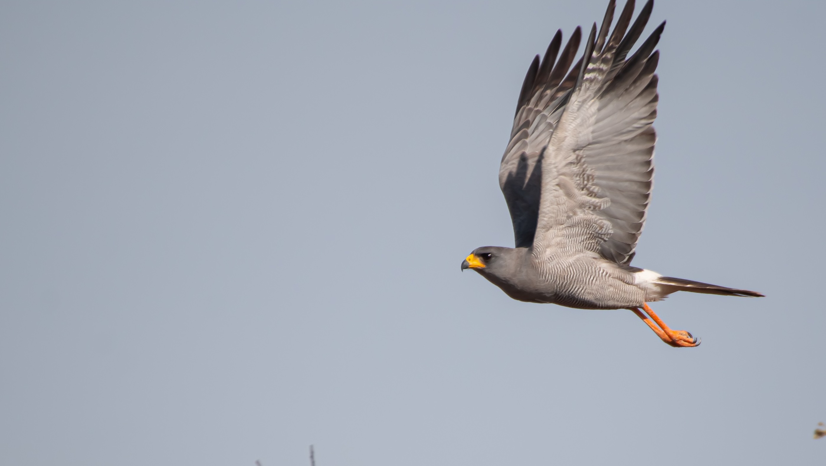 Eastern Chanting-Goshawk
