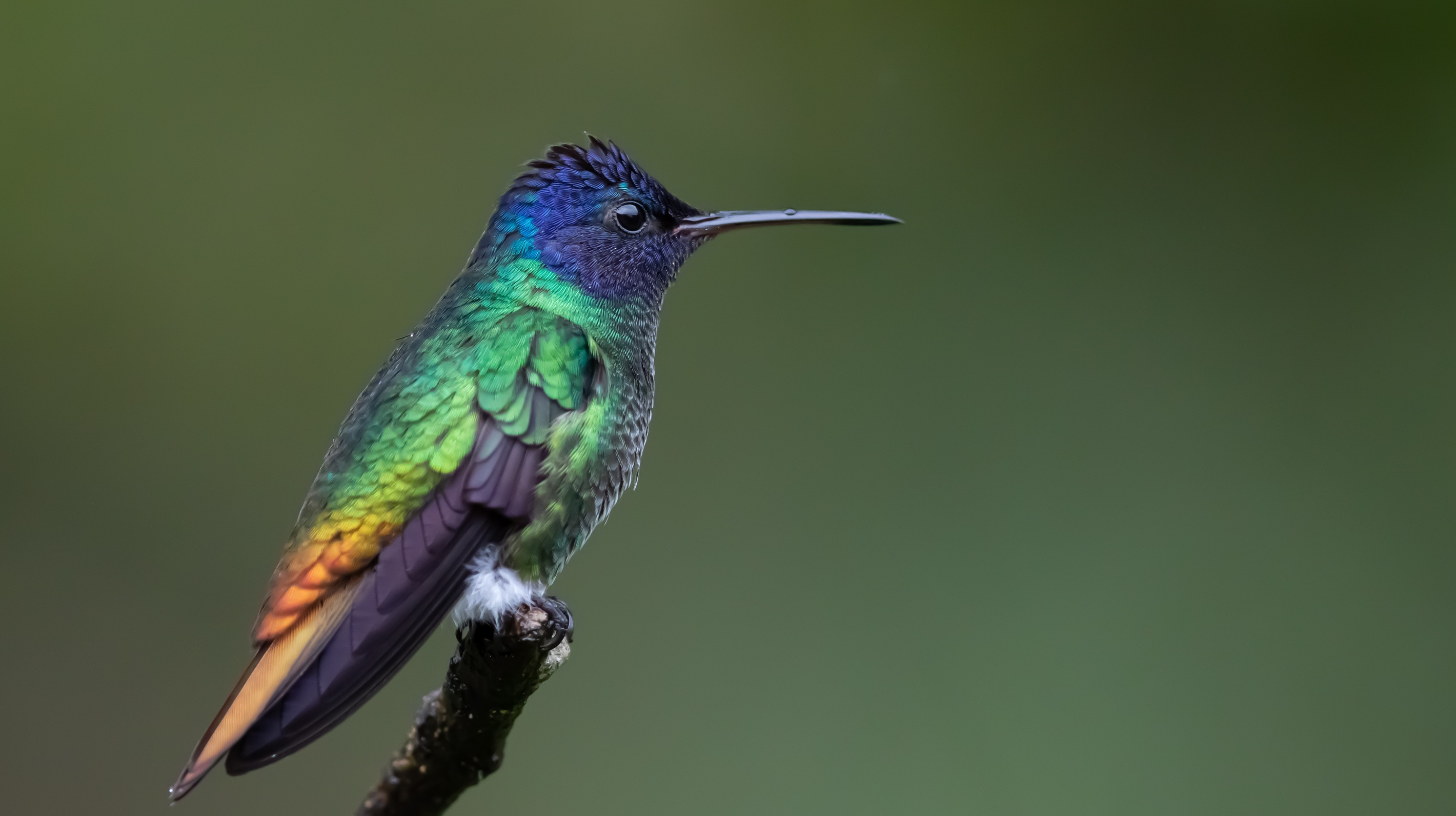 Golden-tailed Sapphire