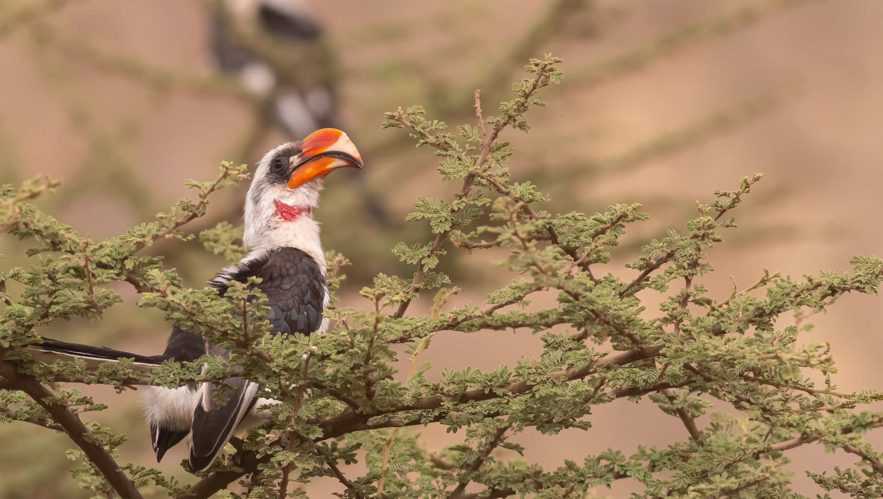 Von der Decken's Hornbill