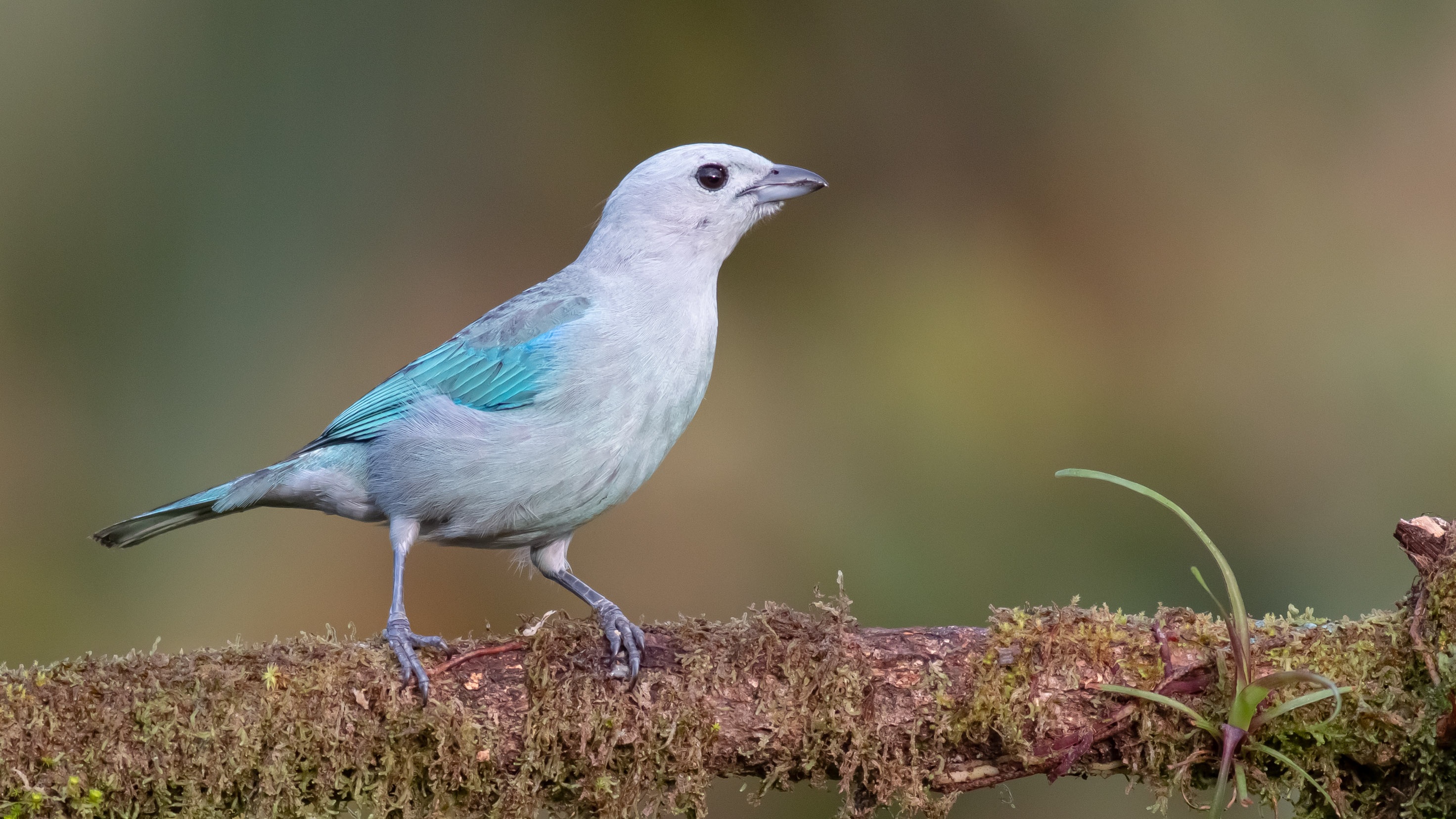Blue-gray Tanager