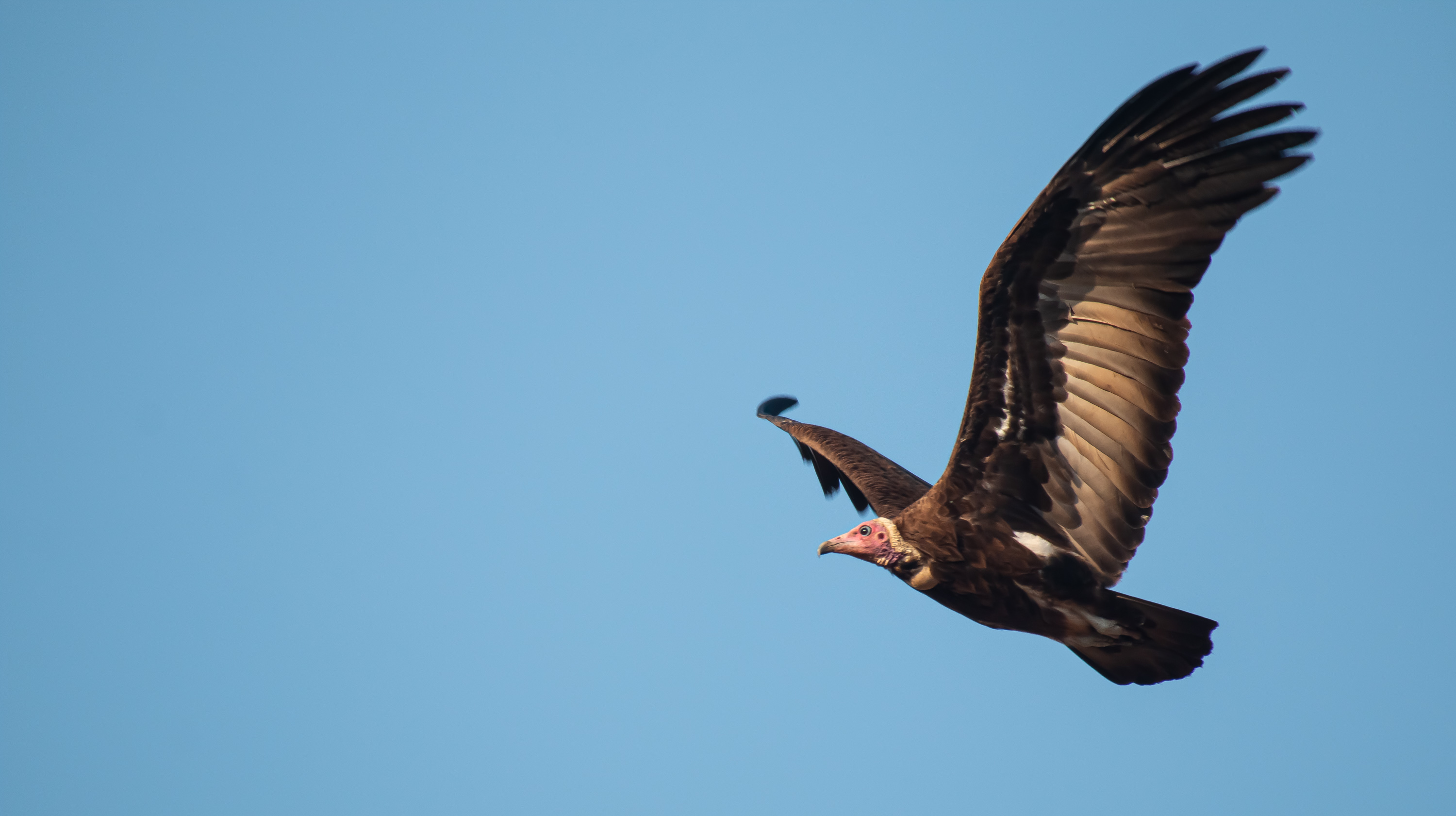 Hooded Vulture