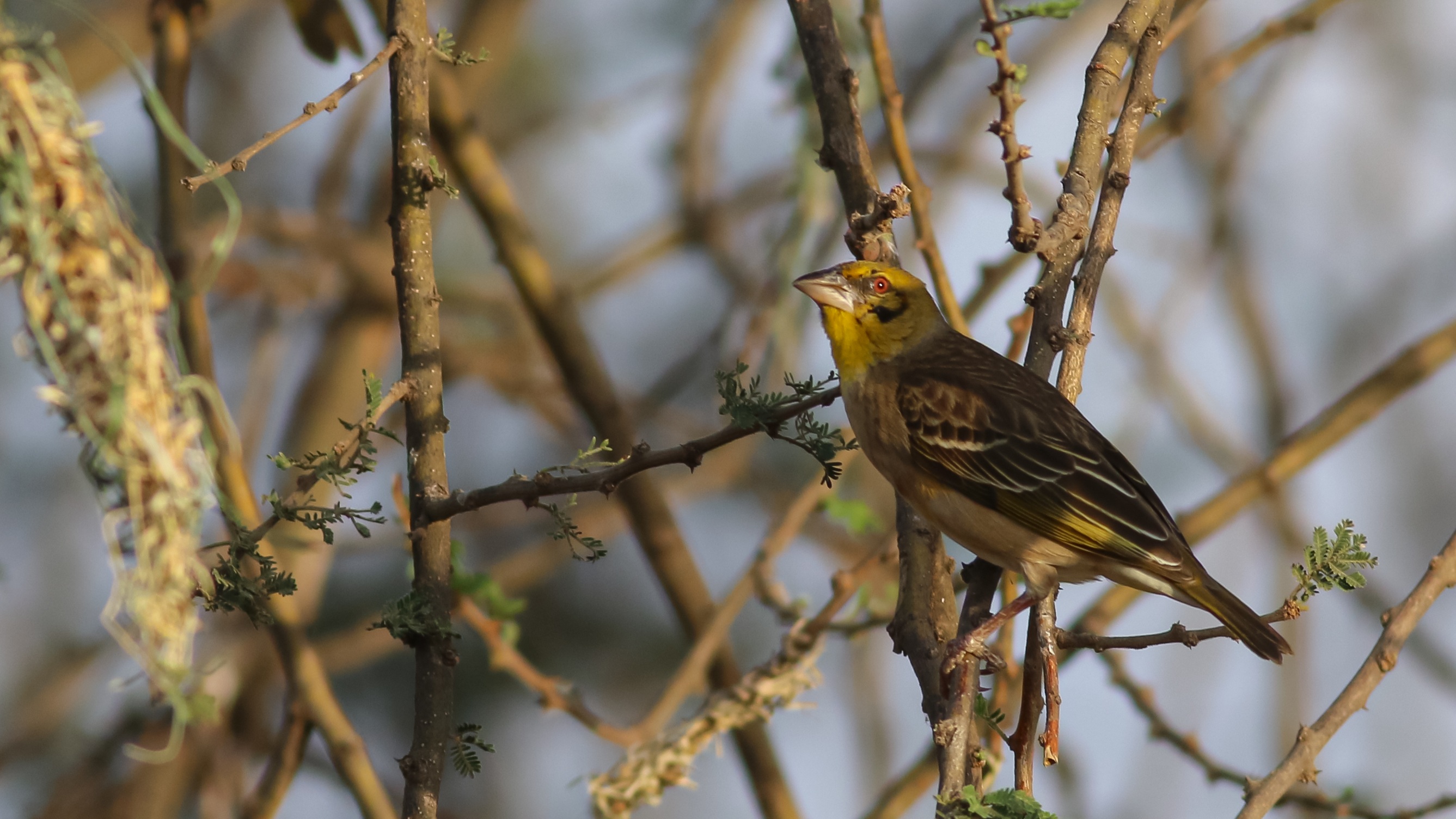 Village Weaver