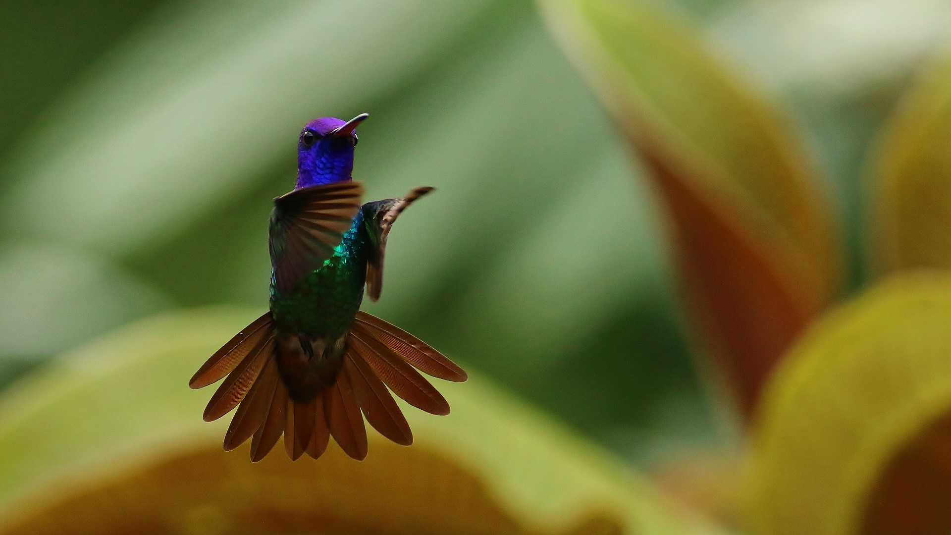 Golden-tailed Sapphire