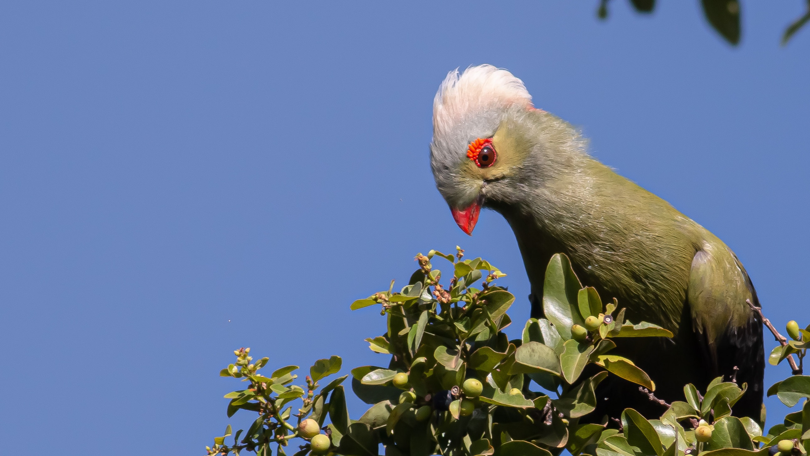 Prince Ruspoli's Turaco