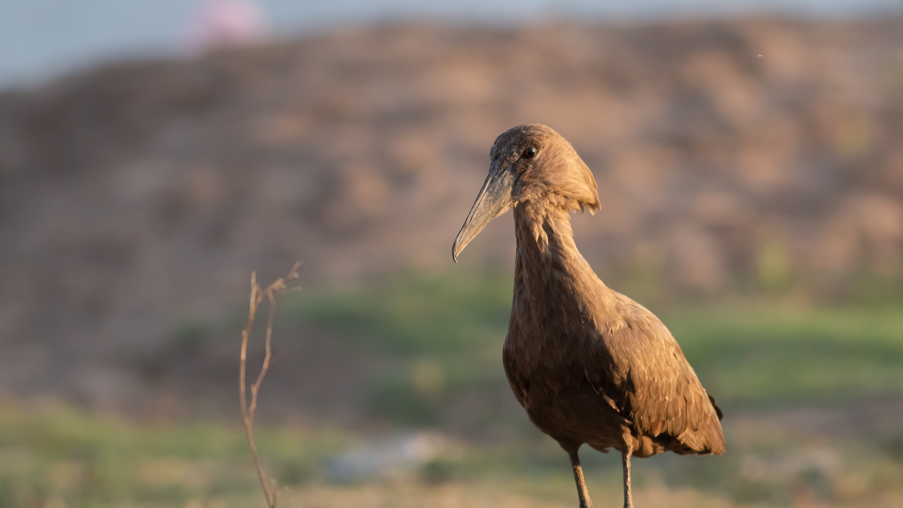 Hamerkop
