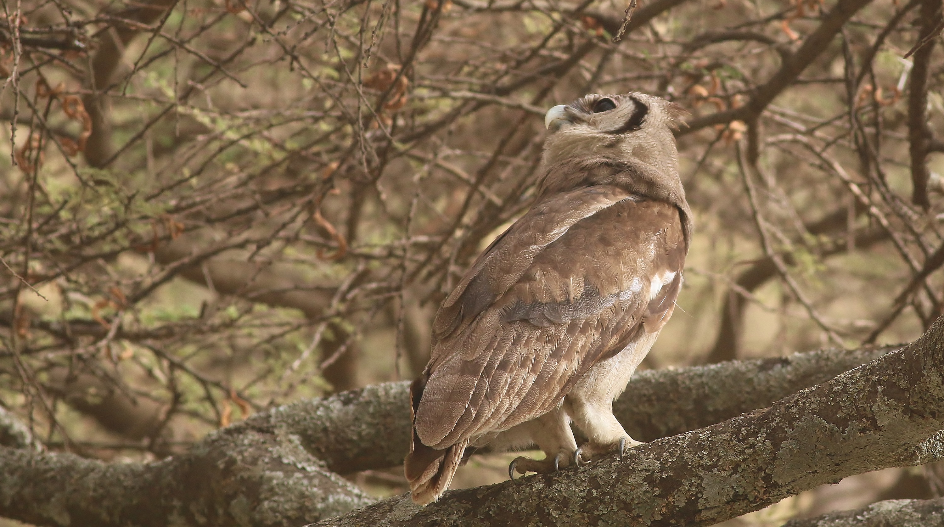 Verreaux's Eagle-Owl