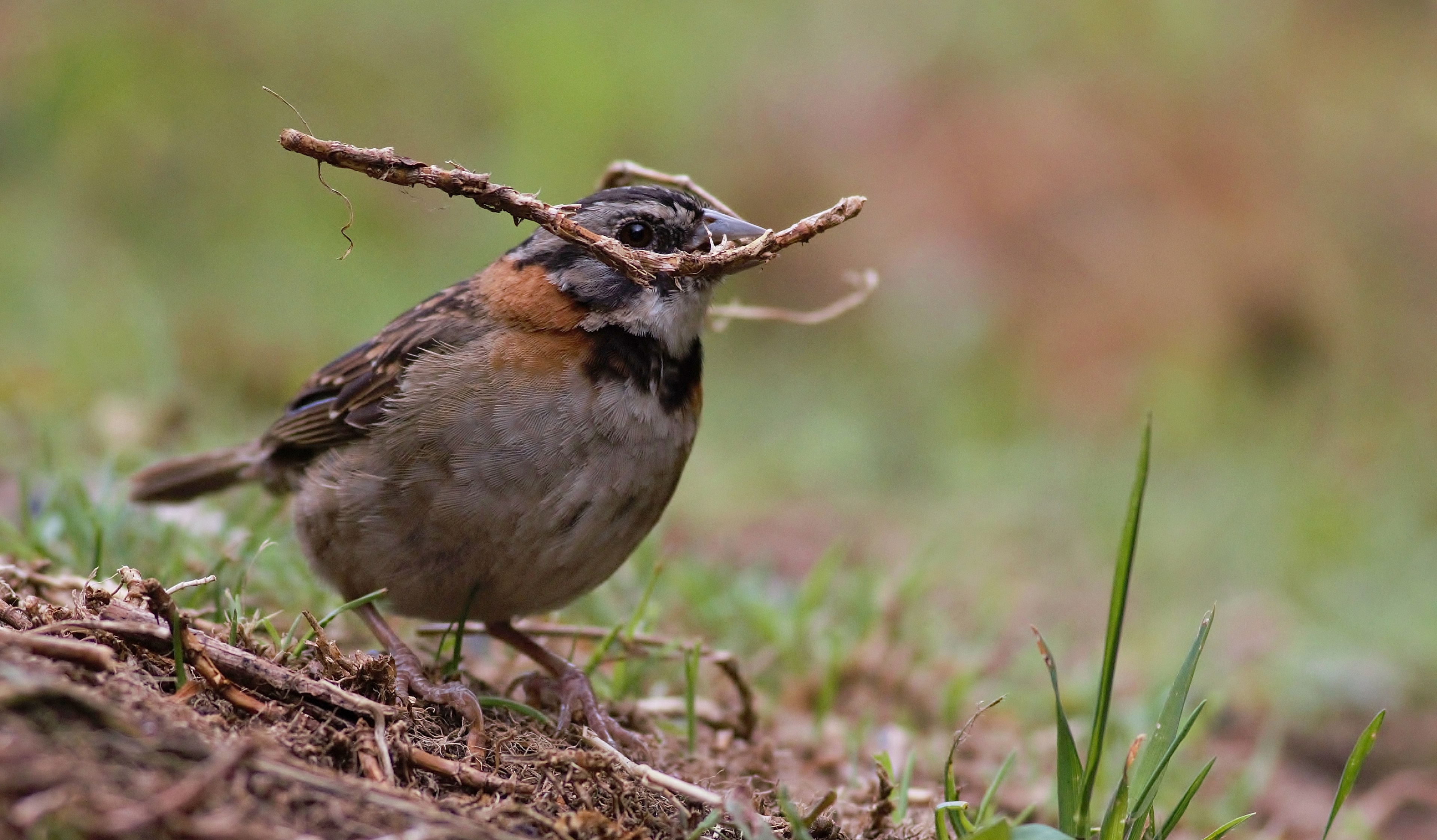 Rufous-collared Sparrow