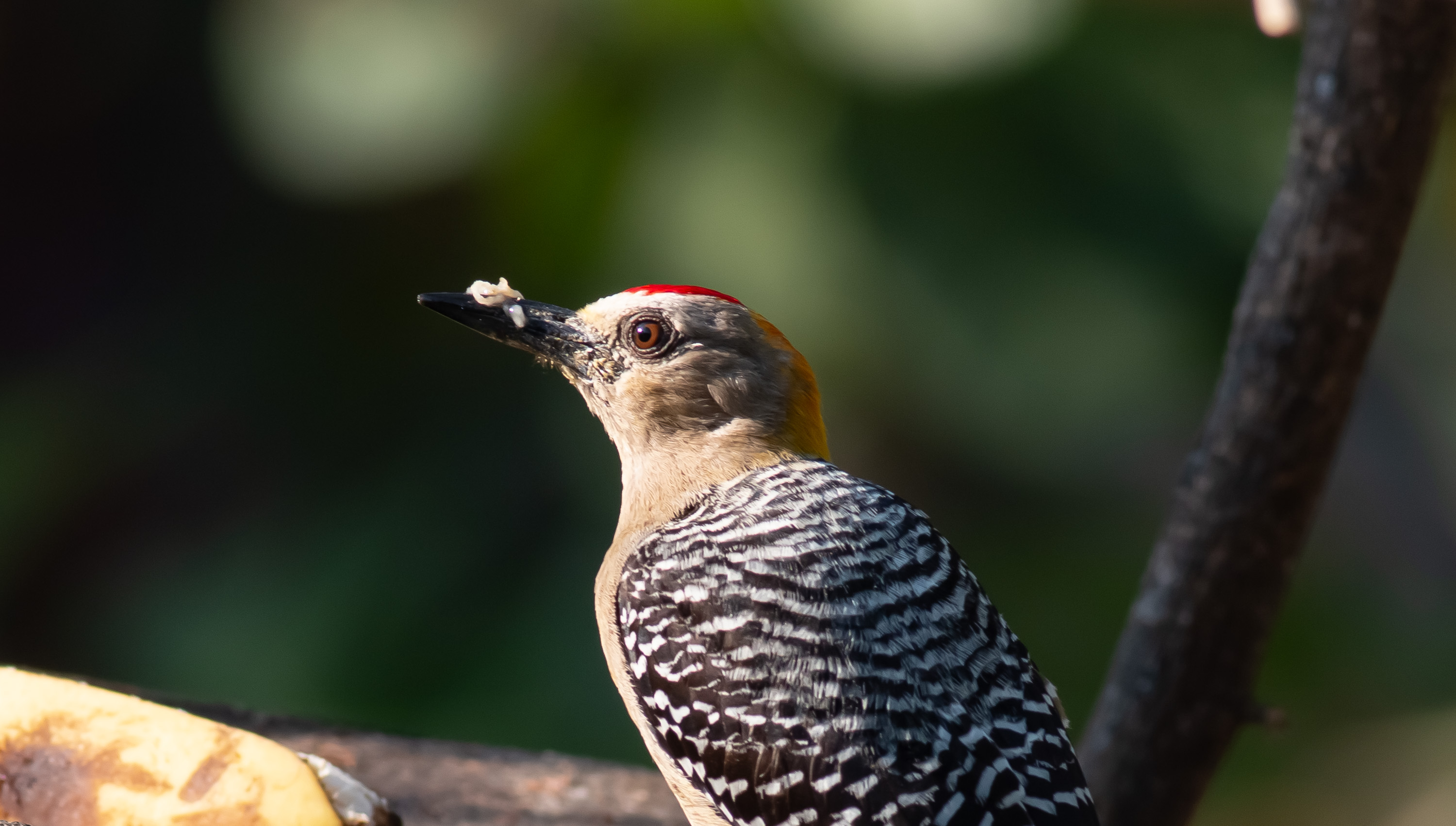 Hoffmann's Woodpecker