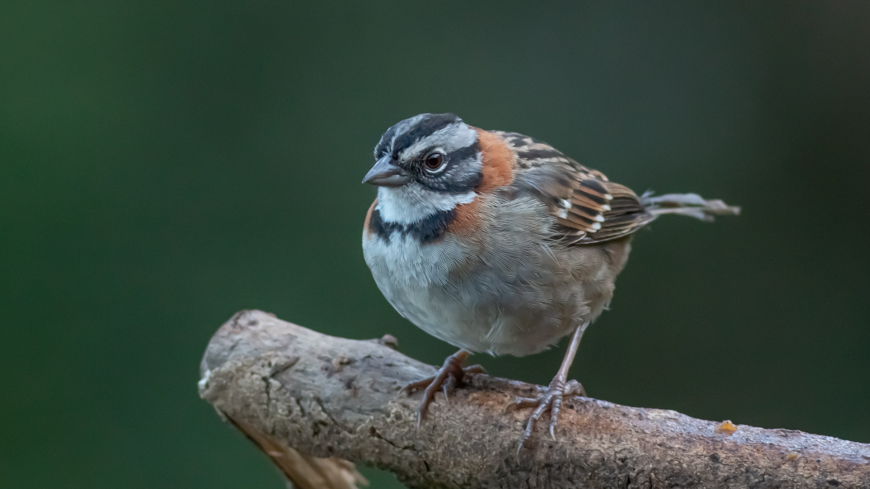 Rufous-collared Sparrow