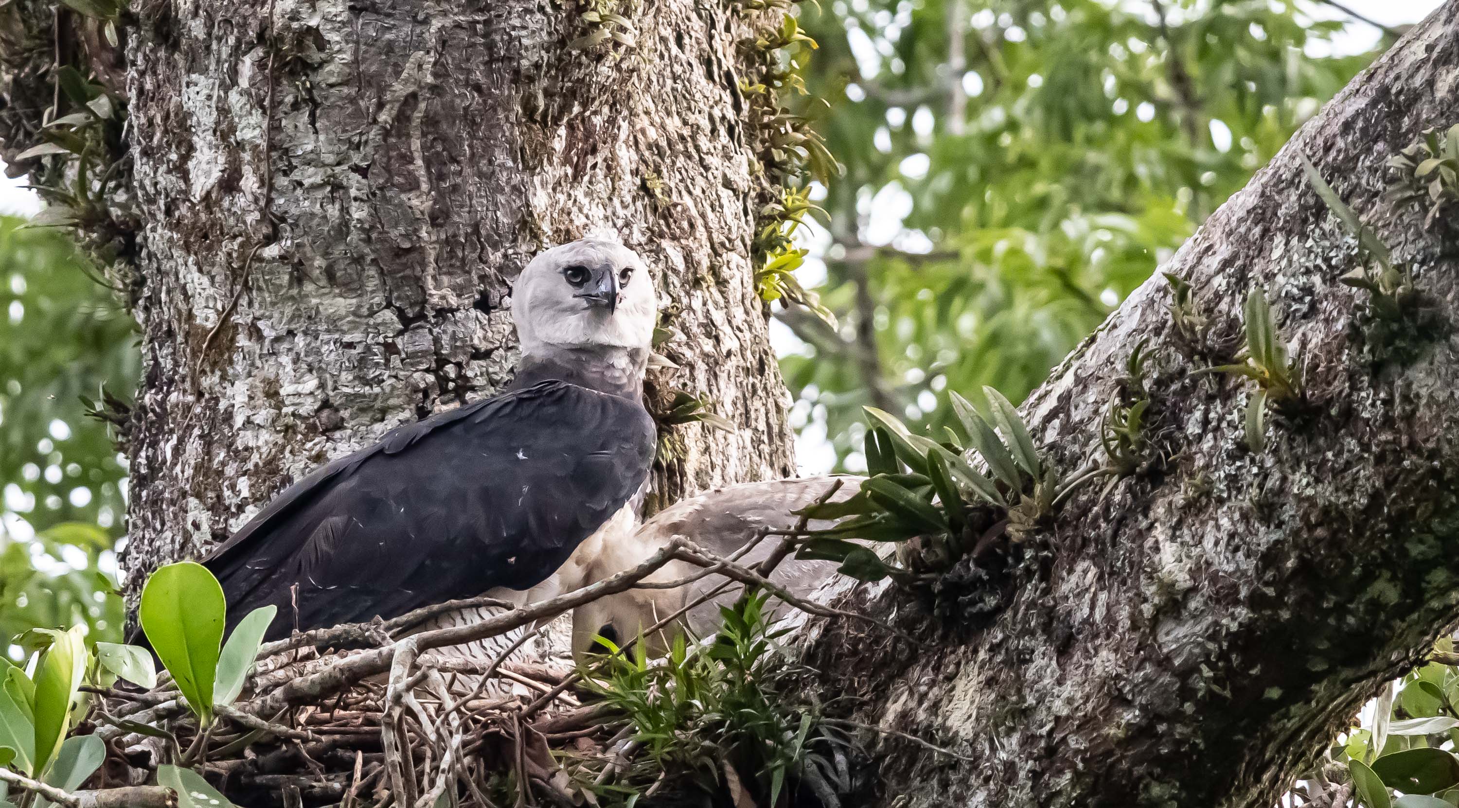 Harpy Eagle