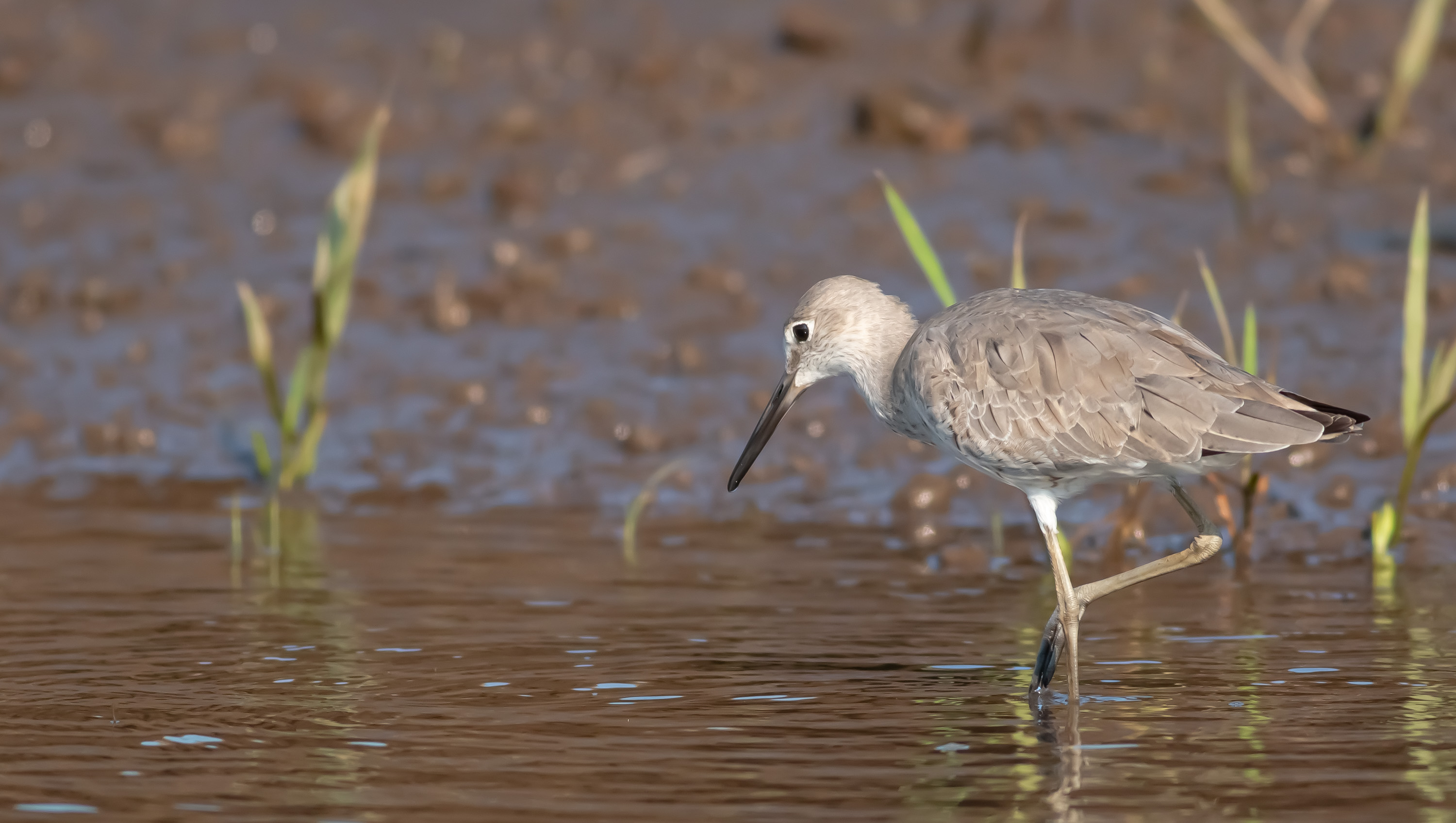 Willet