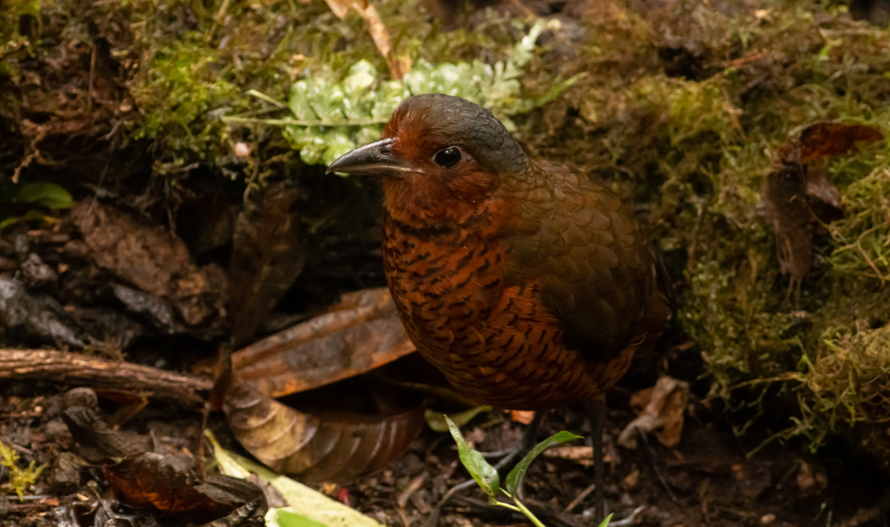Giant Antpitta