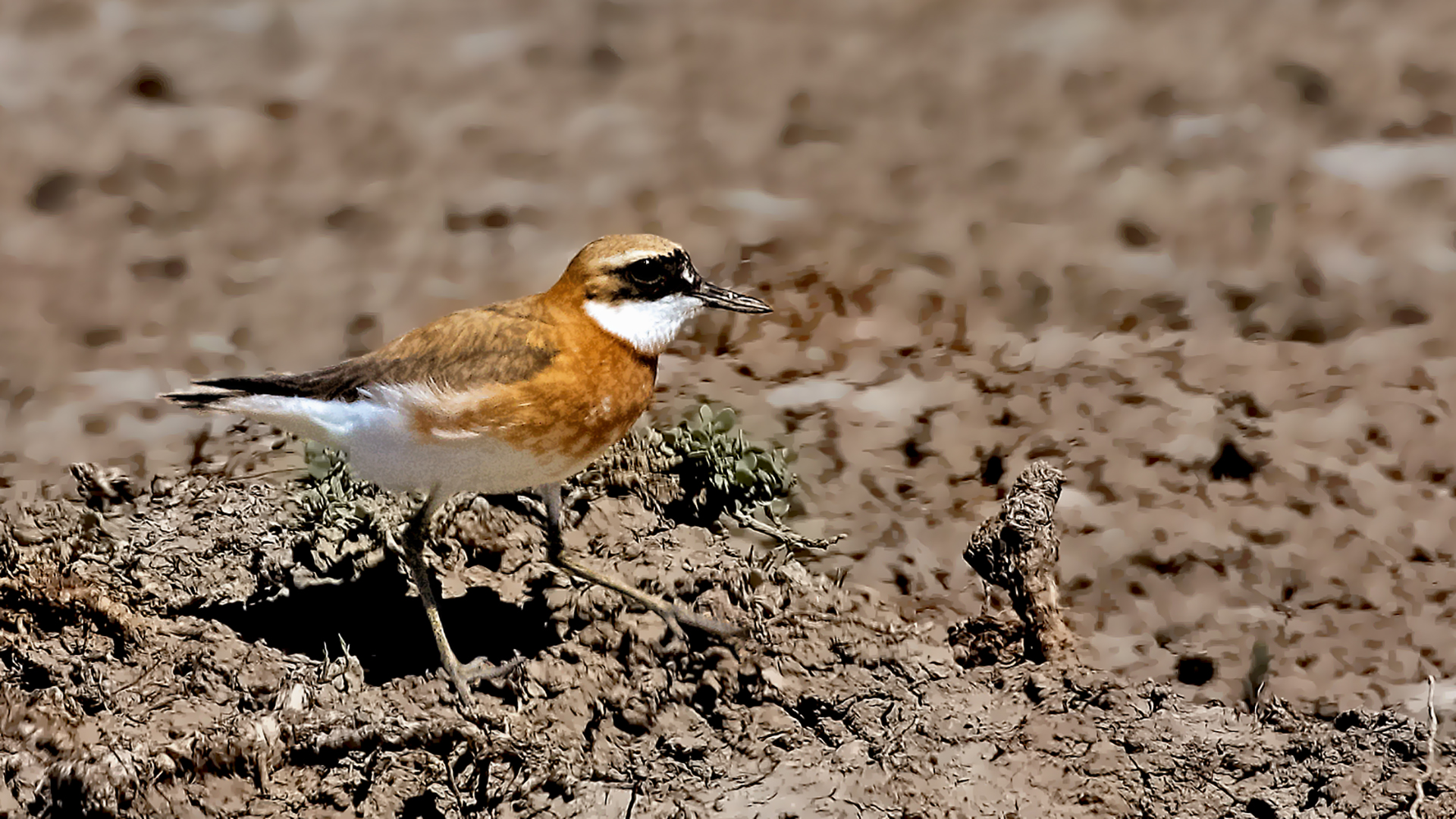 Greater Sand-Plover