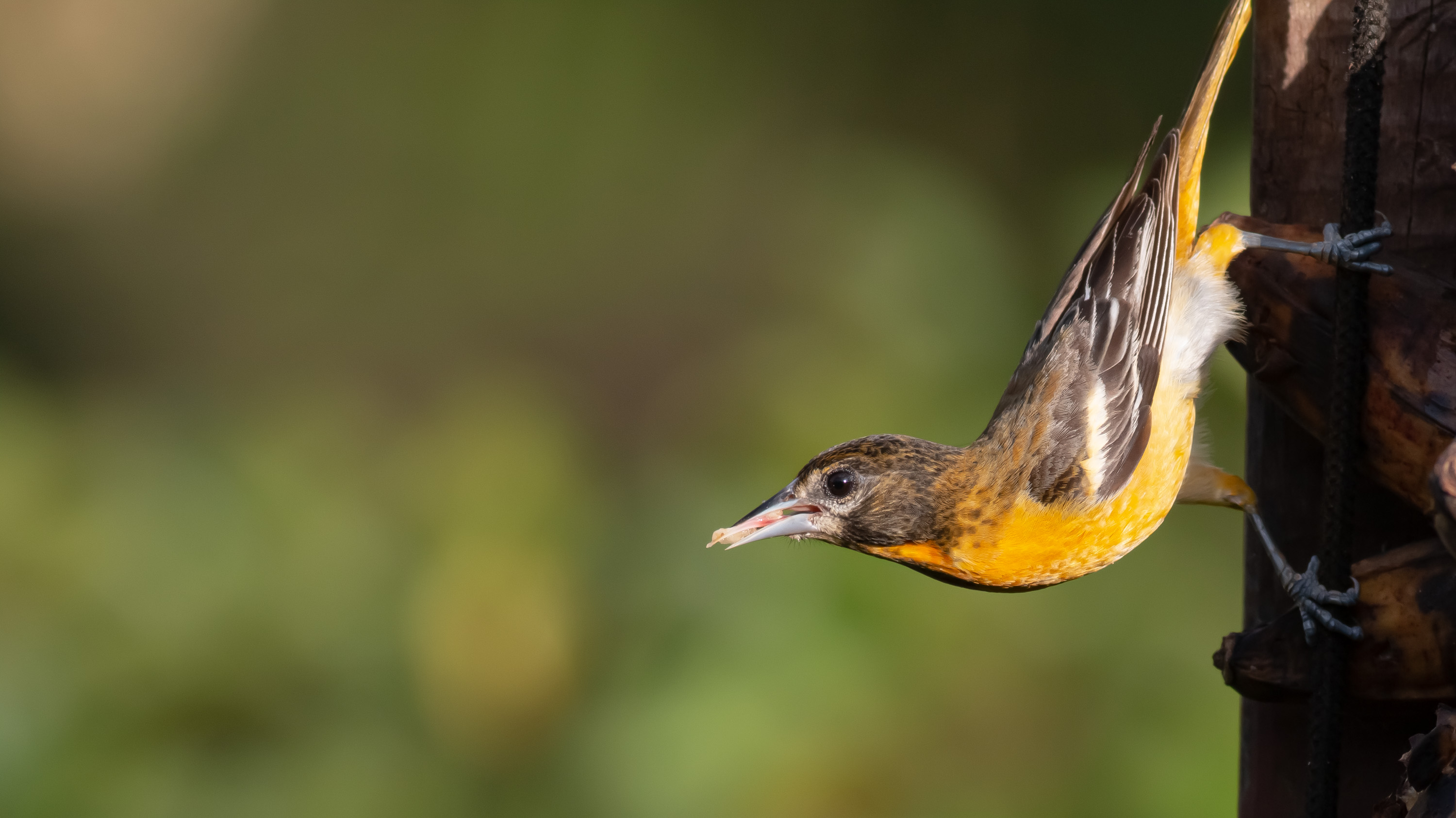 Baltimore Oriole