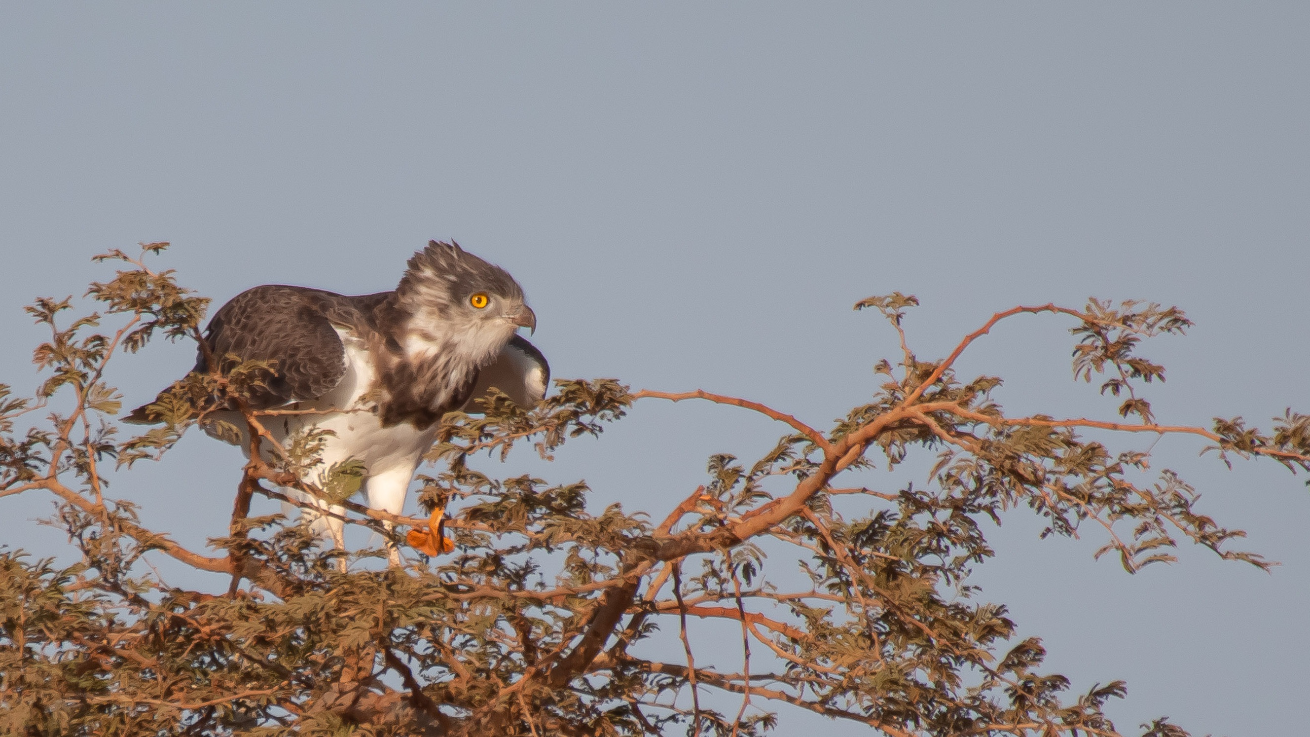 Black-chested Snake-Eagle