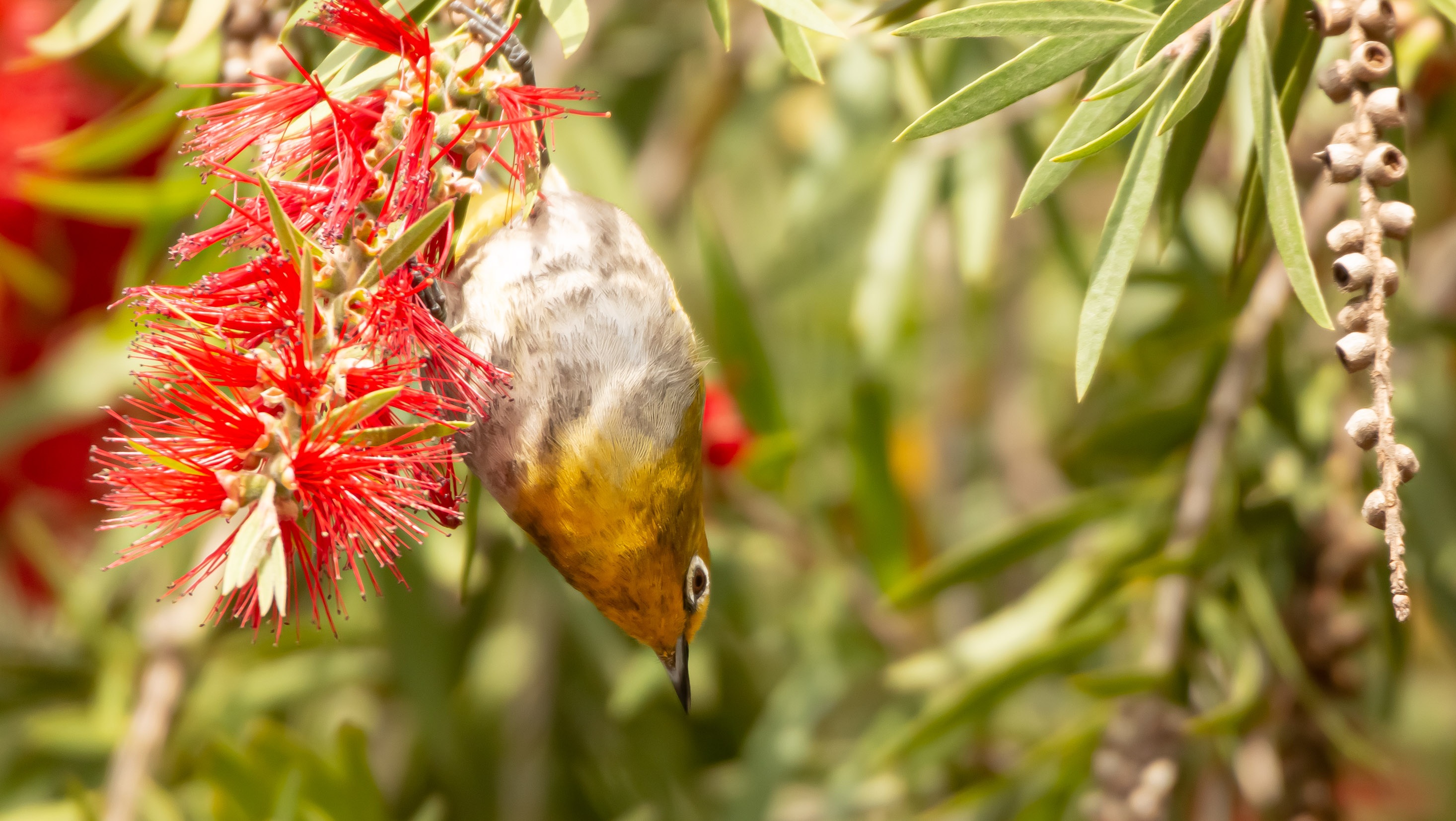 Abyssinian White-eye